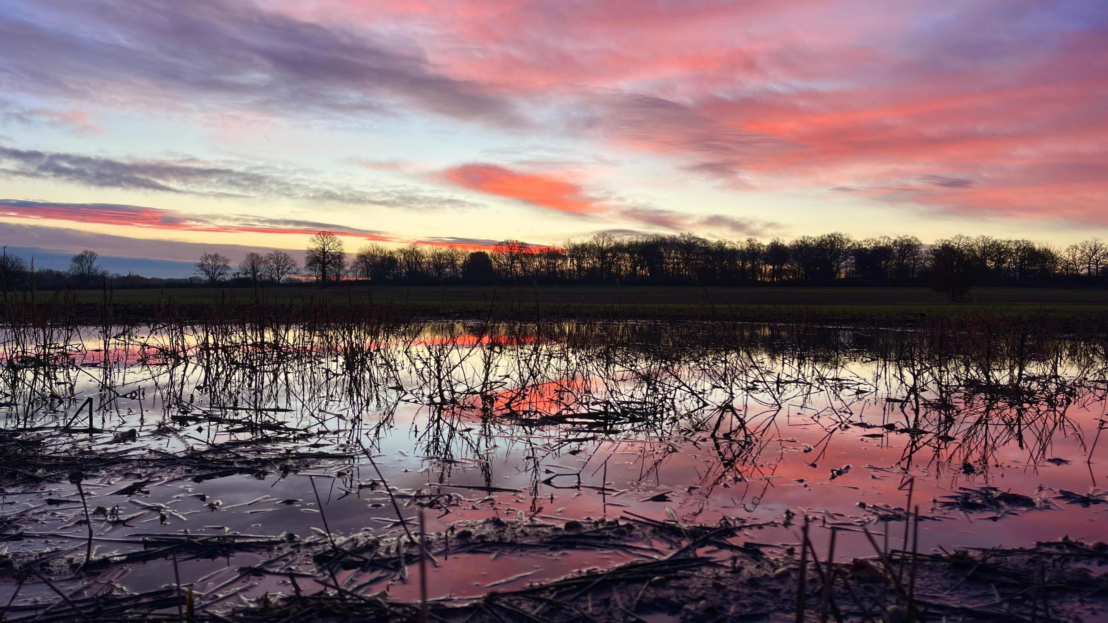 A flooded field with grass poking through the water. The sky is red at sunrise and there are silhouetted trees on the far side of the field against the sky. 