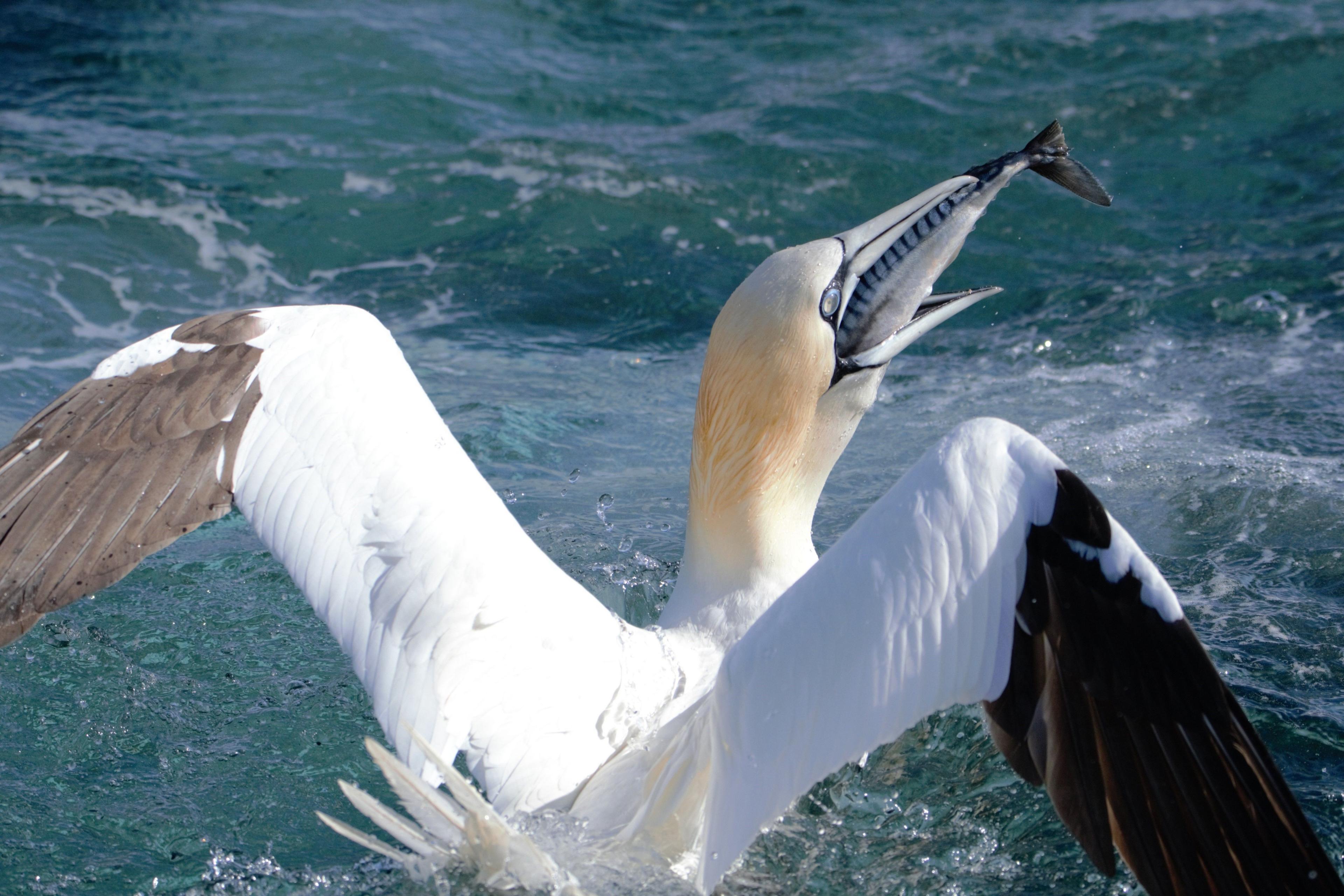 Gannet eating a fish off Shetland