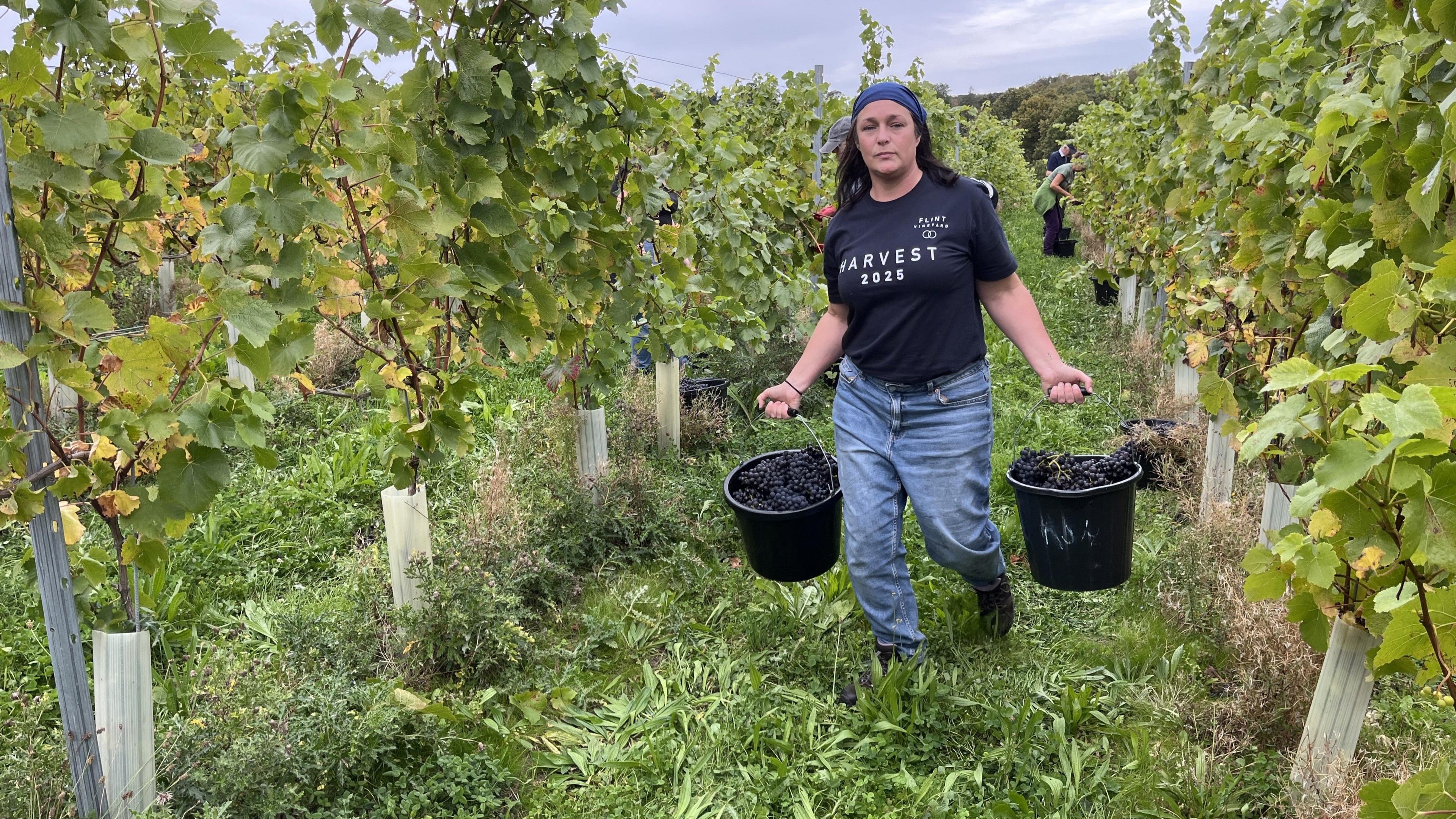 Woman carrying grapes in buckets and walking along a vineyard channel
