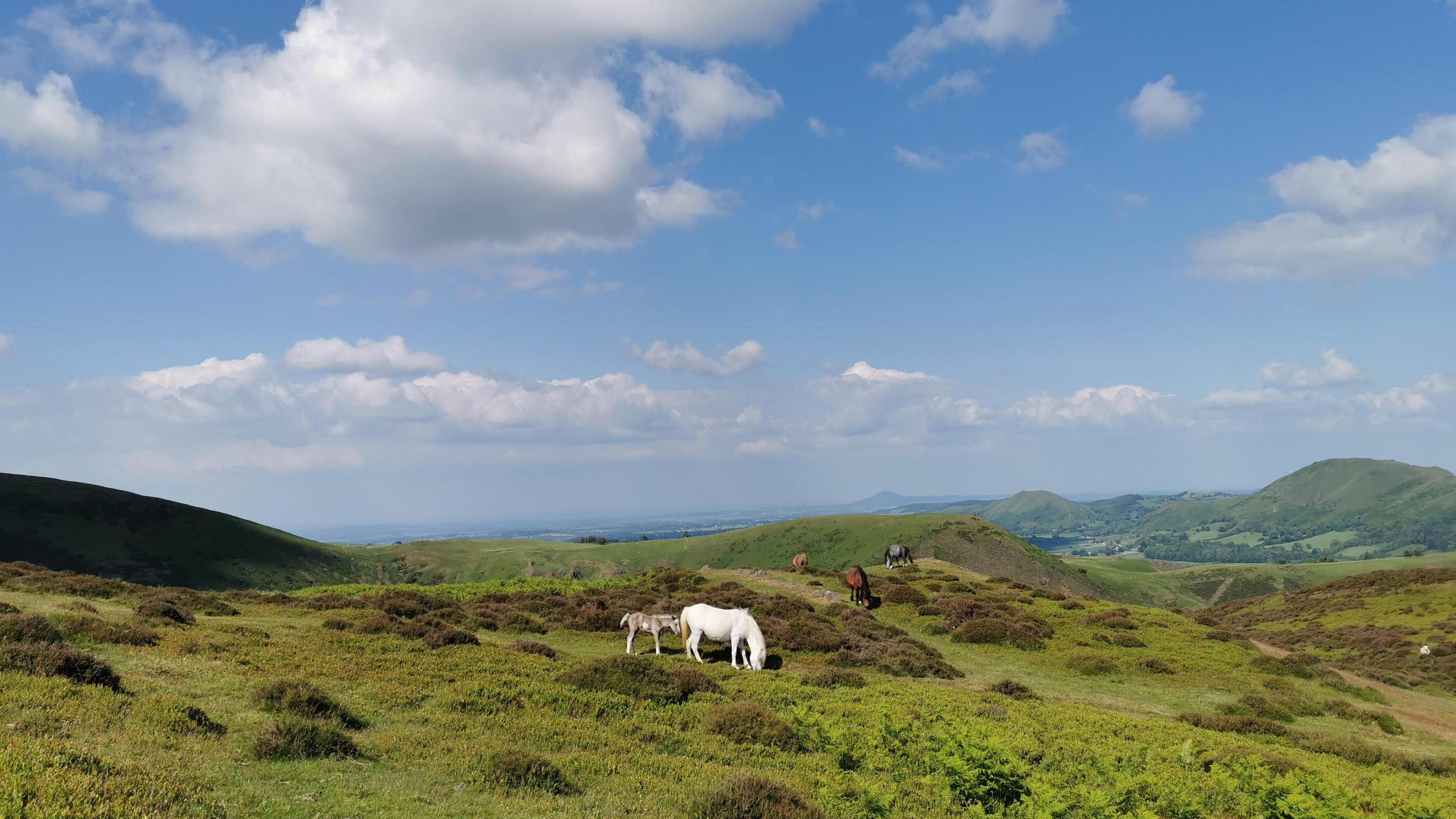 Church Stretton ponies