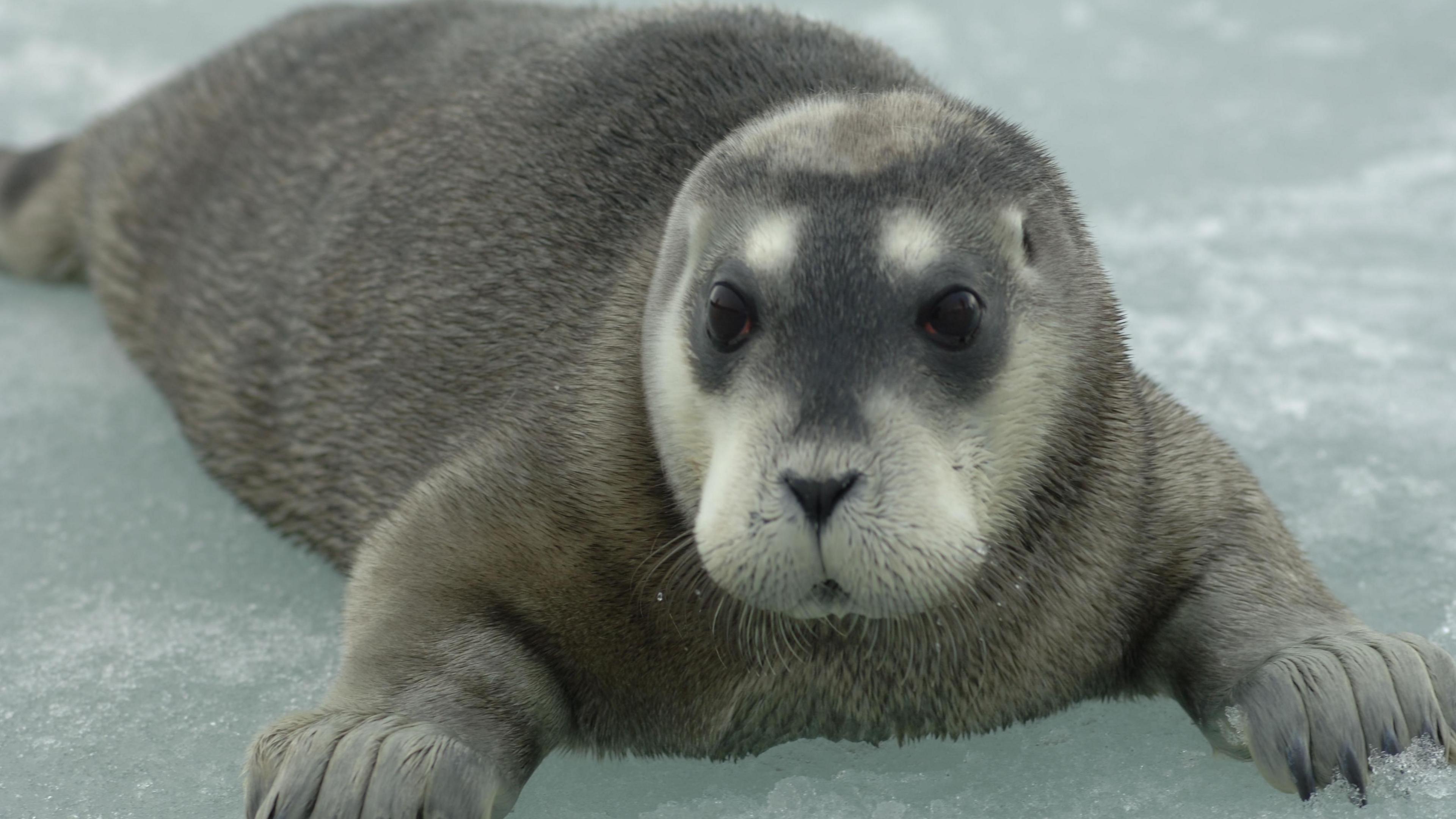 Bearded seal pup lying on ice with flippers extended and head facing the camera