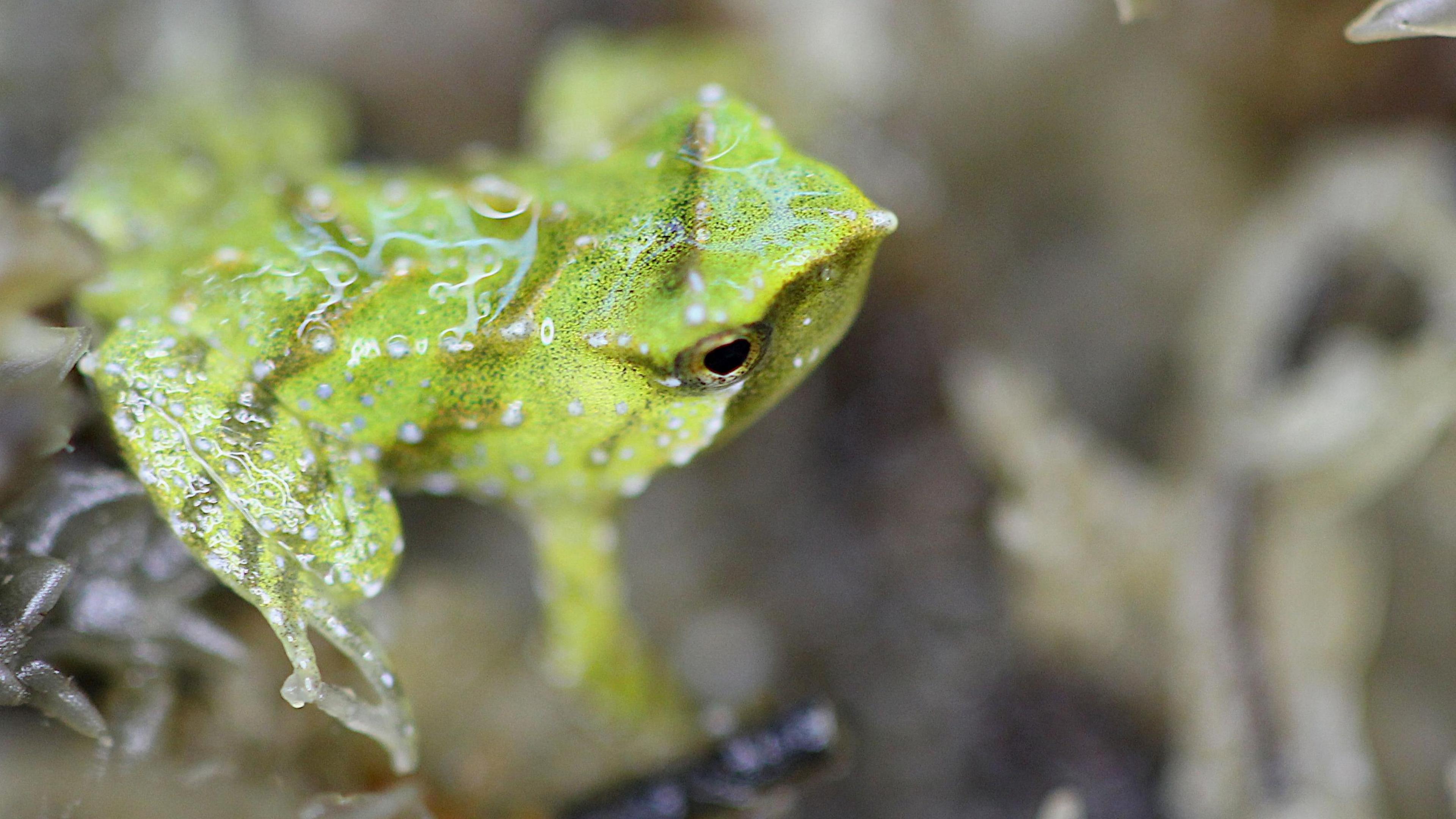 Green newborn froglet with out of focus background of foliage