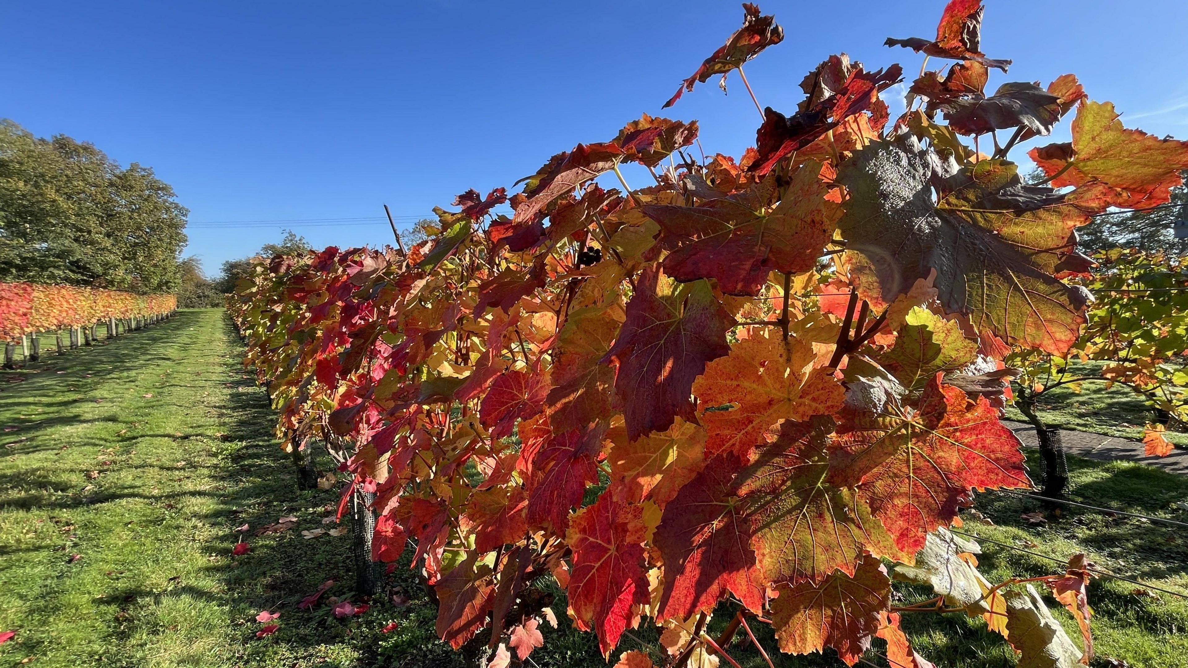 A picture of a vineyard. It shows a long vine of grapes with the orange, red and yellow leaves. A track can be seen running up the middle separating the line from another vine.