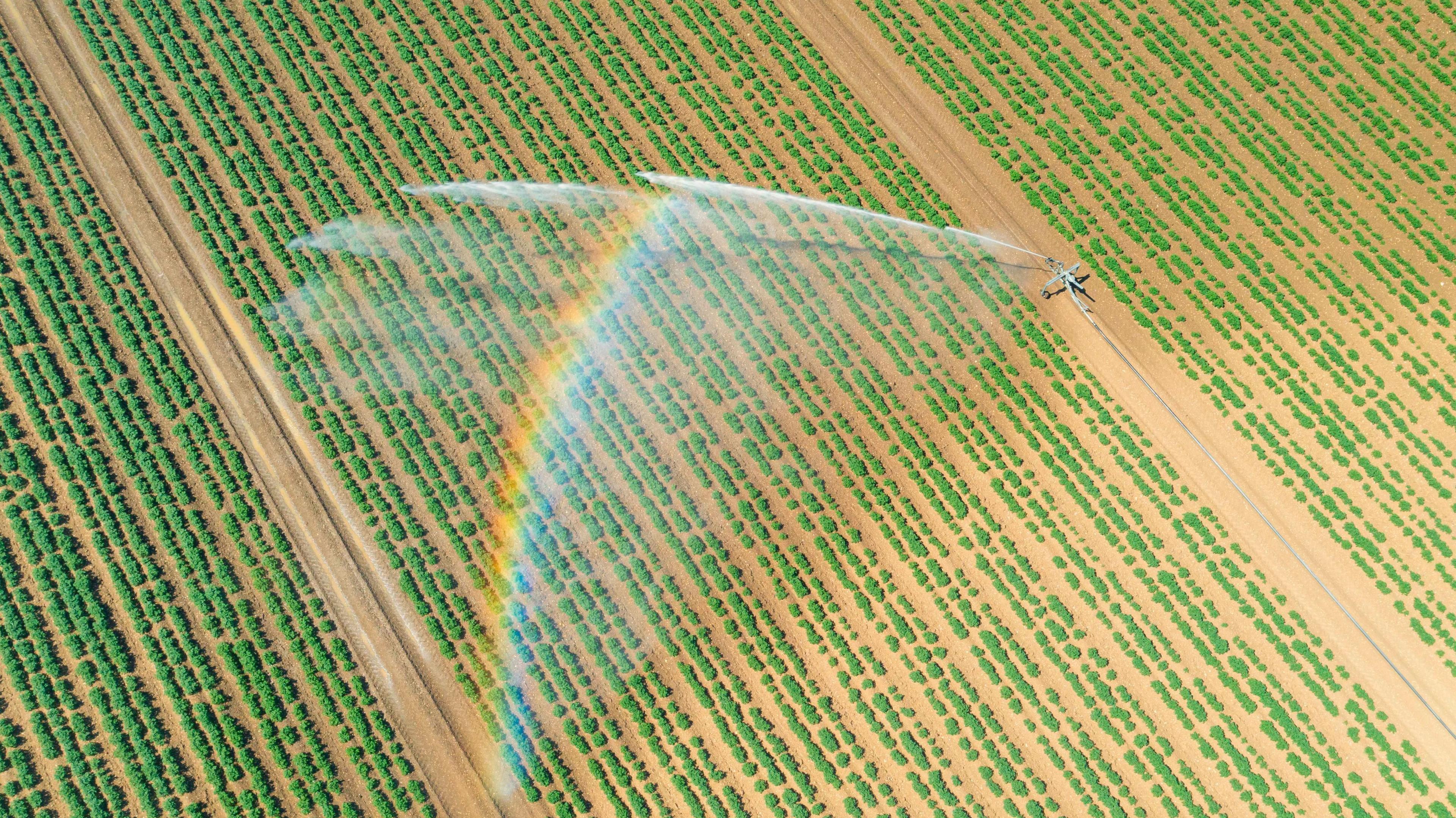 A drone view of a spray of water from farm irrigation machinery across a dry field planted with crops. An arch of a rainbow crosses the water as the light hits.