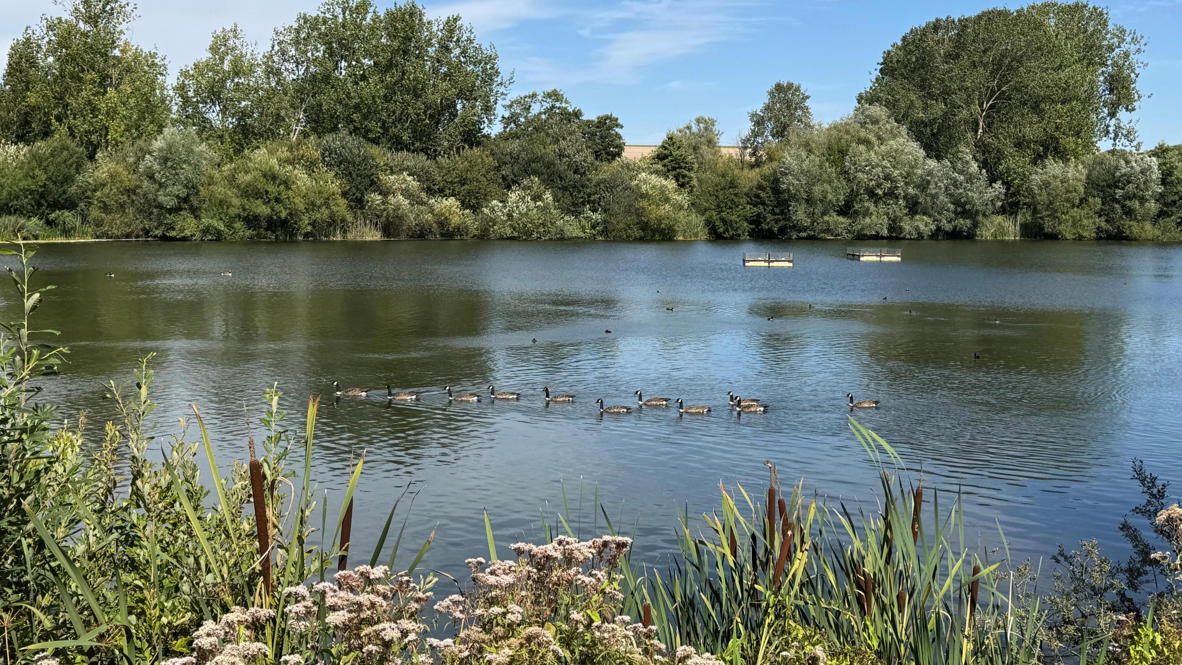 A gaggle of geese moving in a line from right to the left on a lake with overgrown shrubs and trees in the immediate foreground and the background.