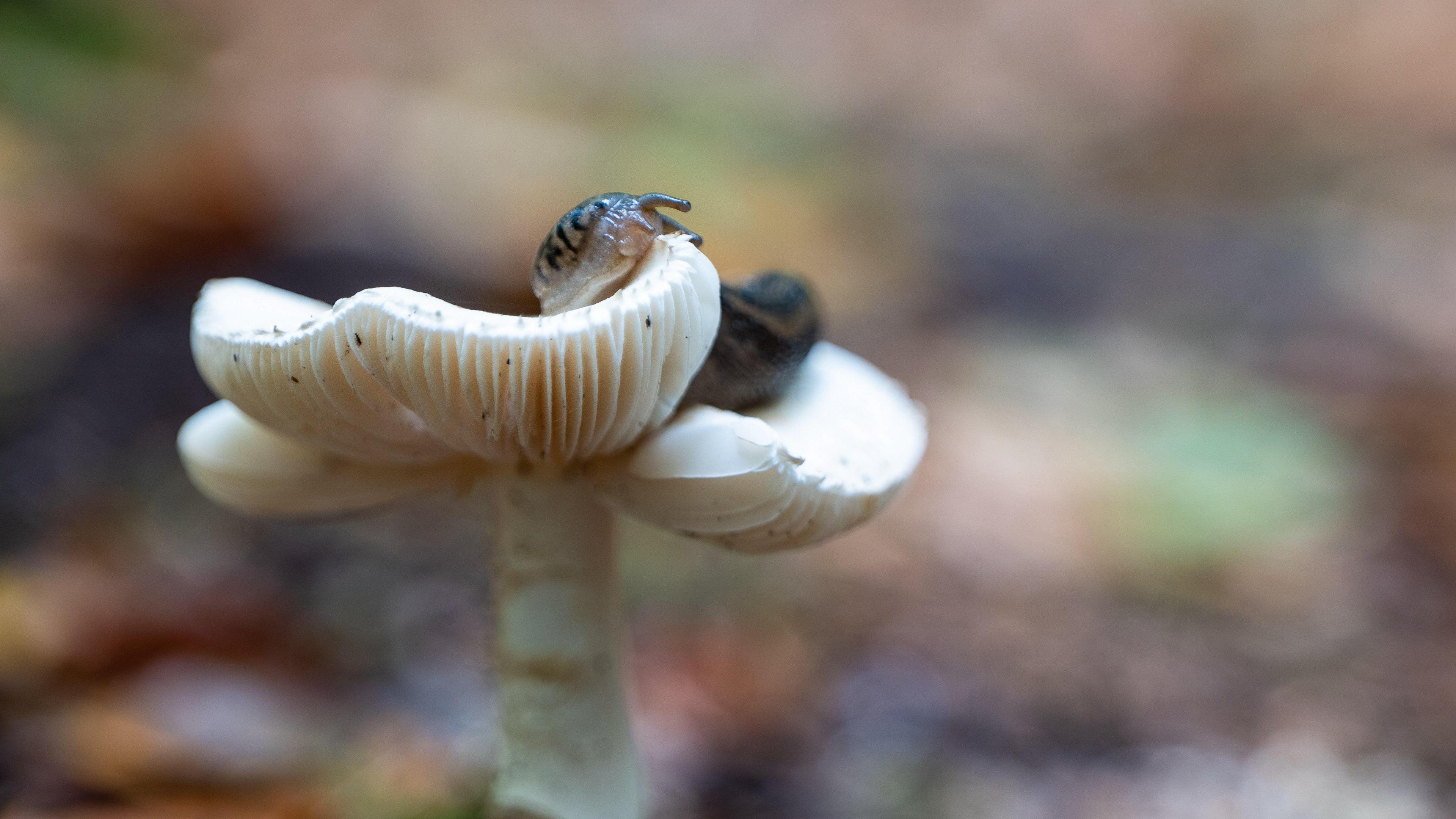 Leopard slug eating a false deadcap mushroom at Blickling Estate in Norfolk