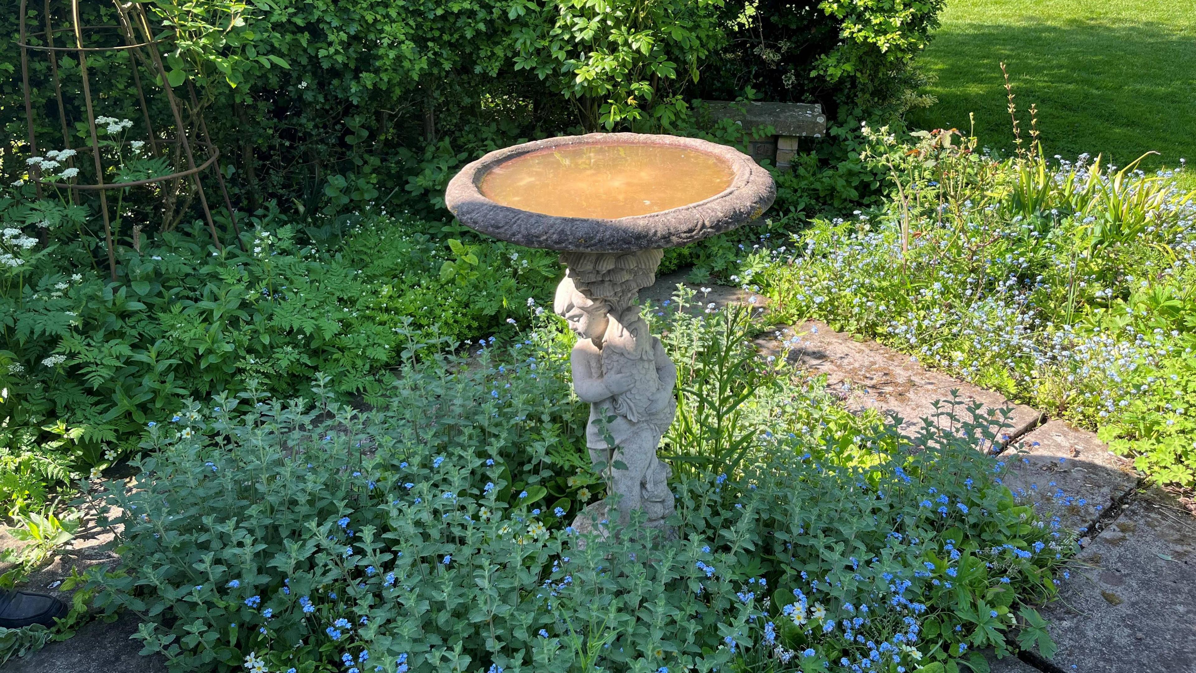 A stone bird bath depicting a cherub holding a big fish, nice blue flowers around the base of it with grass and hedge beyond, the water looks discoloured in the bird bath from all the chicken drumsticks that are dropped in it.