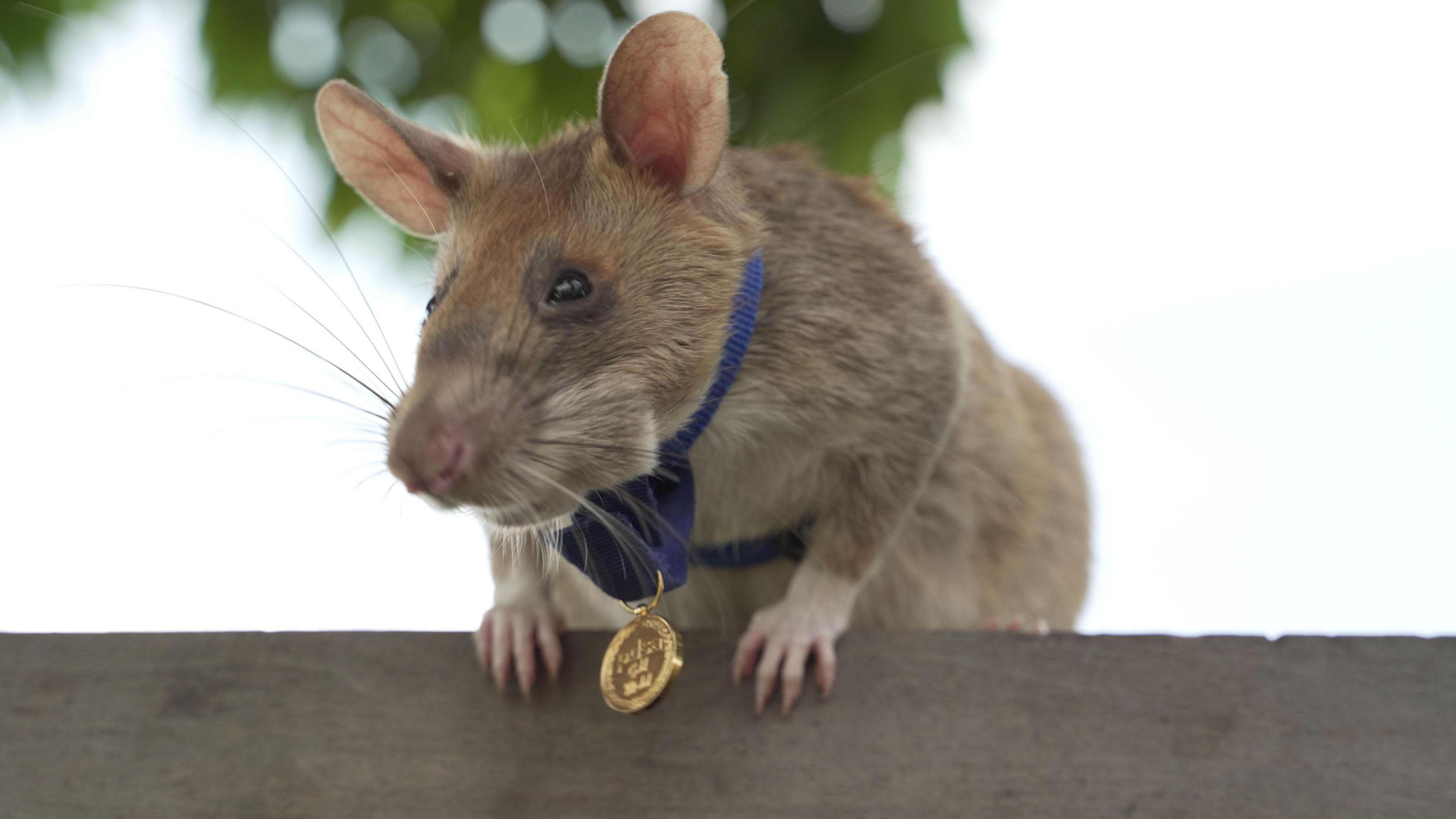 Magawa wearing his medal back in 2020