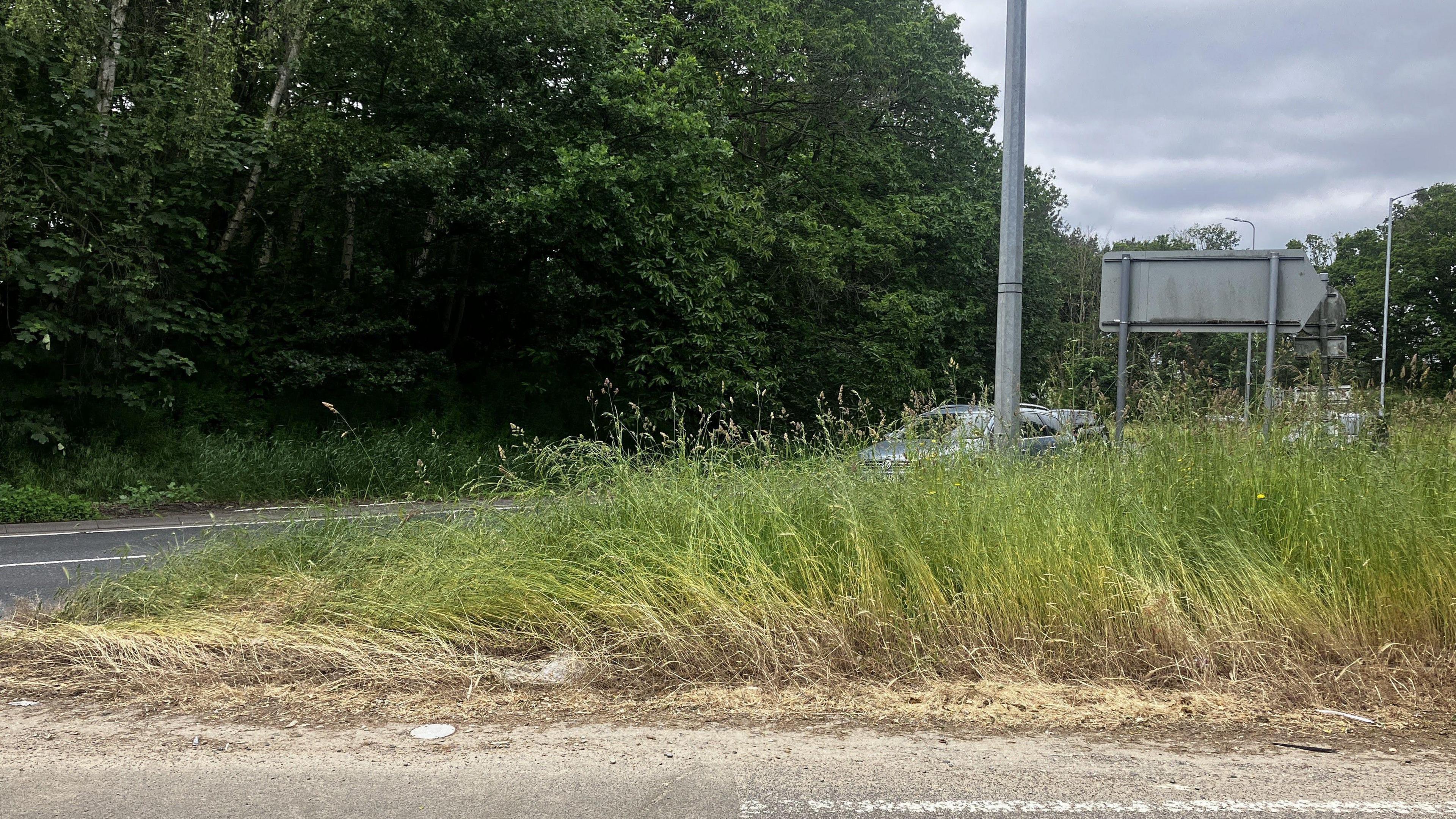 The highway verge in 2023 around the Seven Hills Interchange