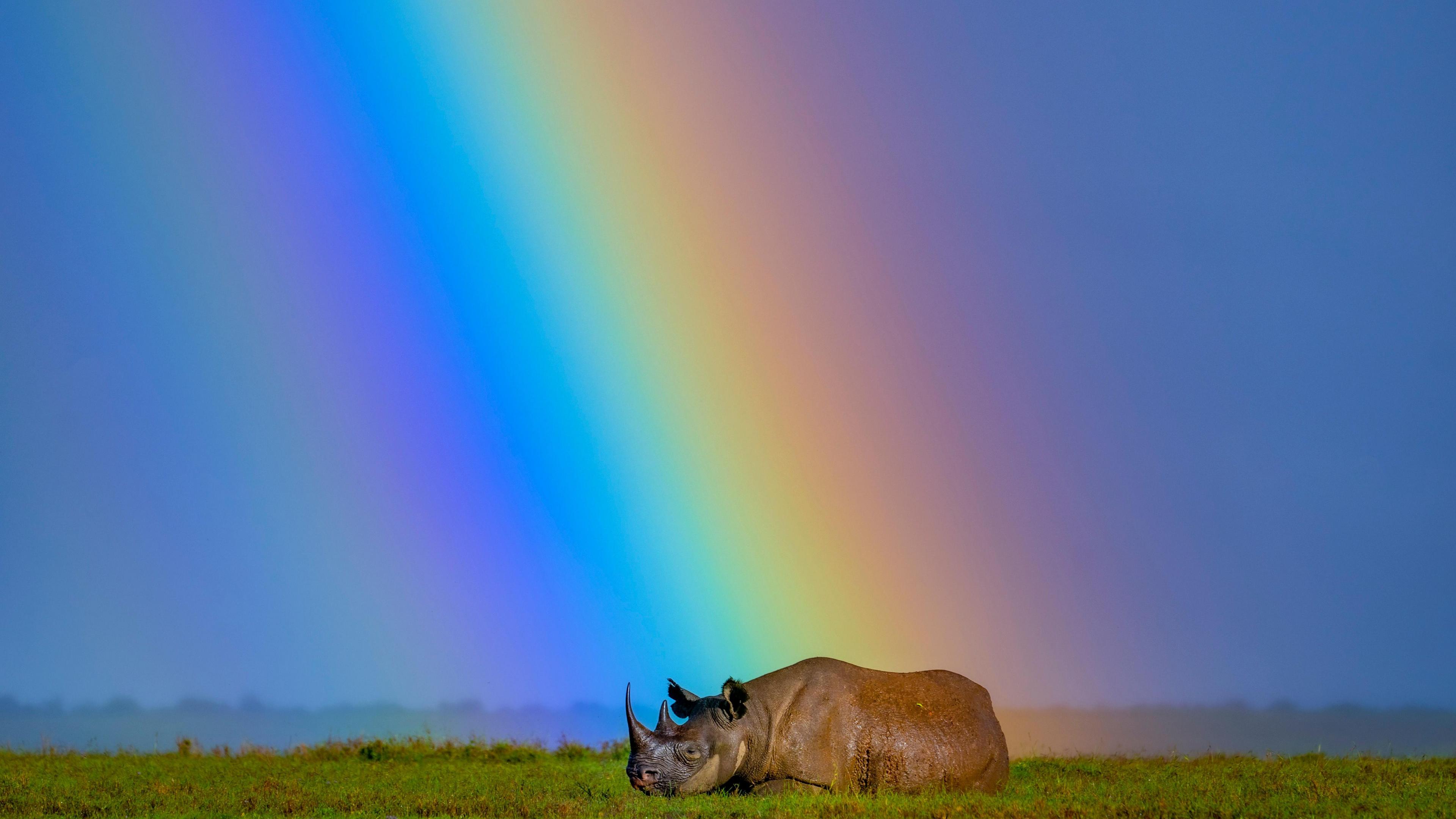 A rhino sits at the end of a rainbow 