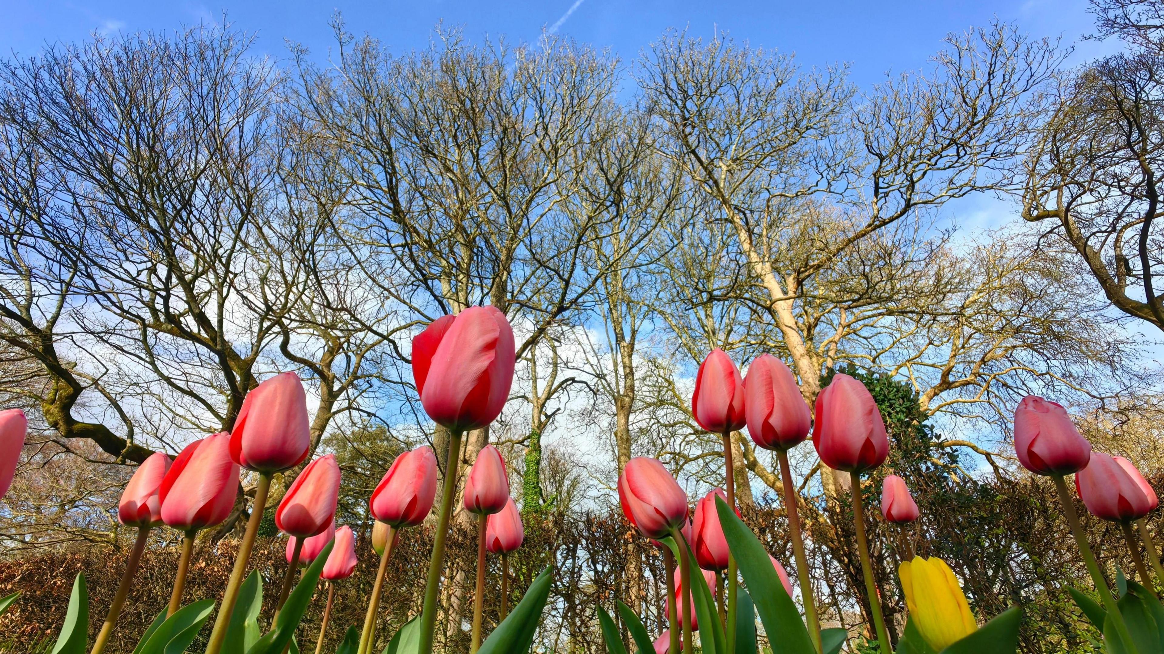 Tulips blooming beneath bare trees with mainly blue sky above 