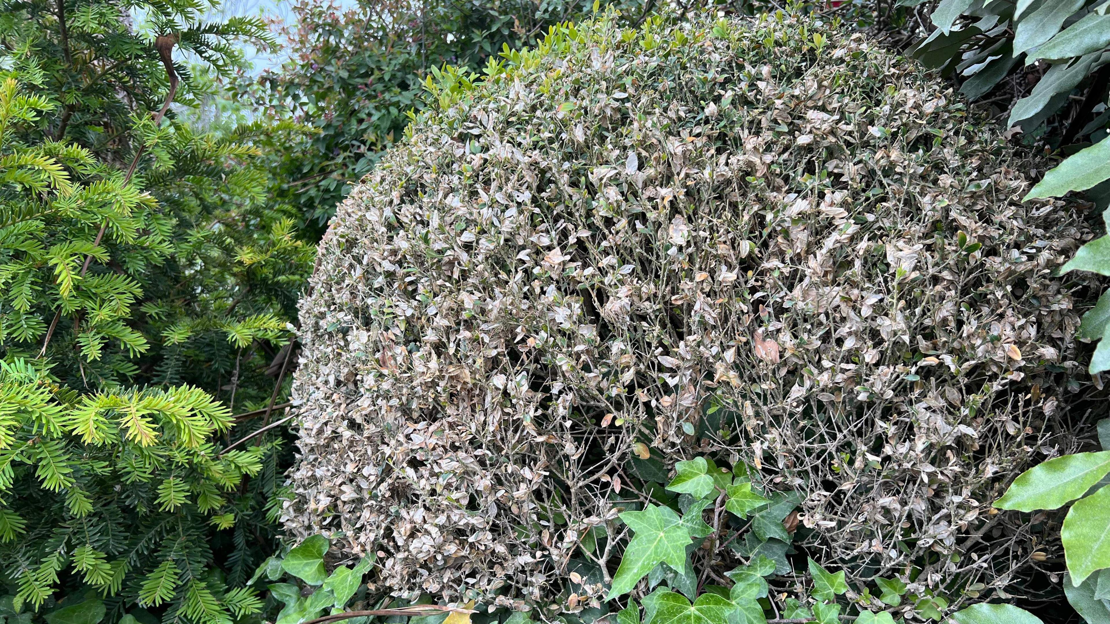 A box hedge with dead leaves