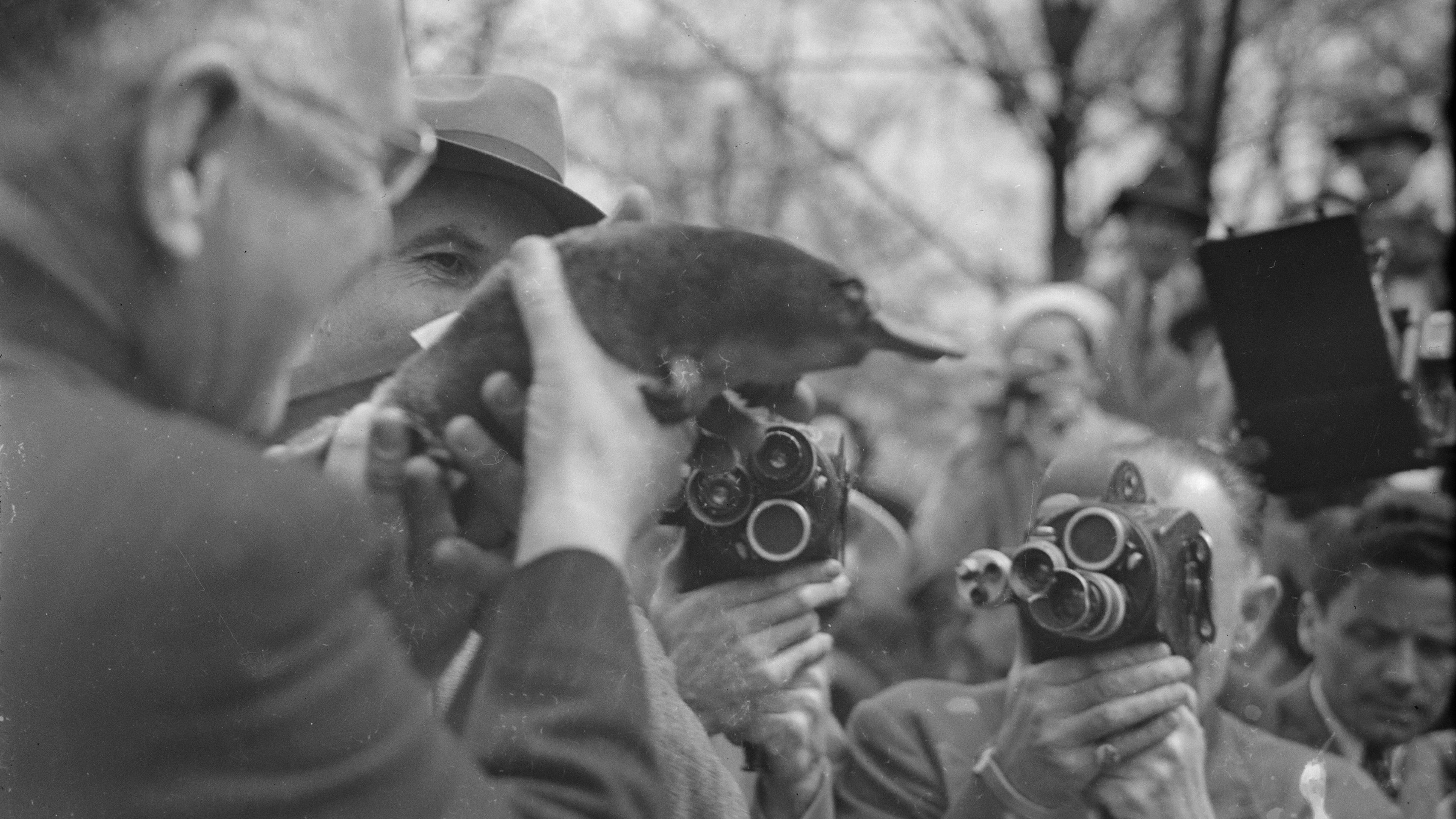 A man holds a platypus in front of old film cameras