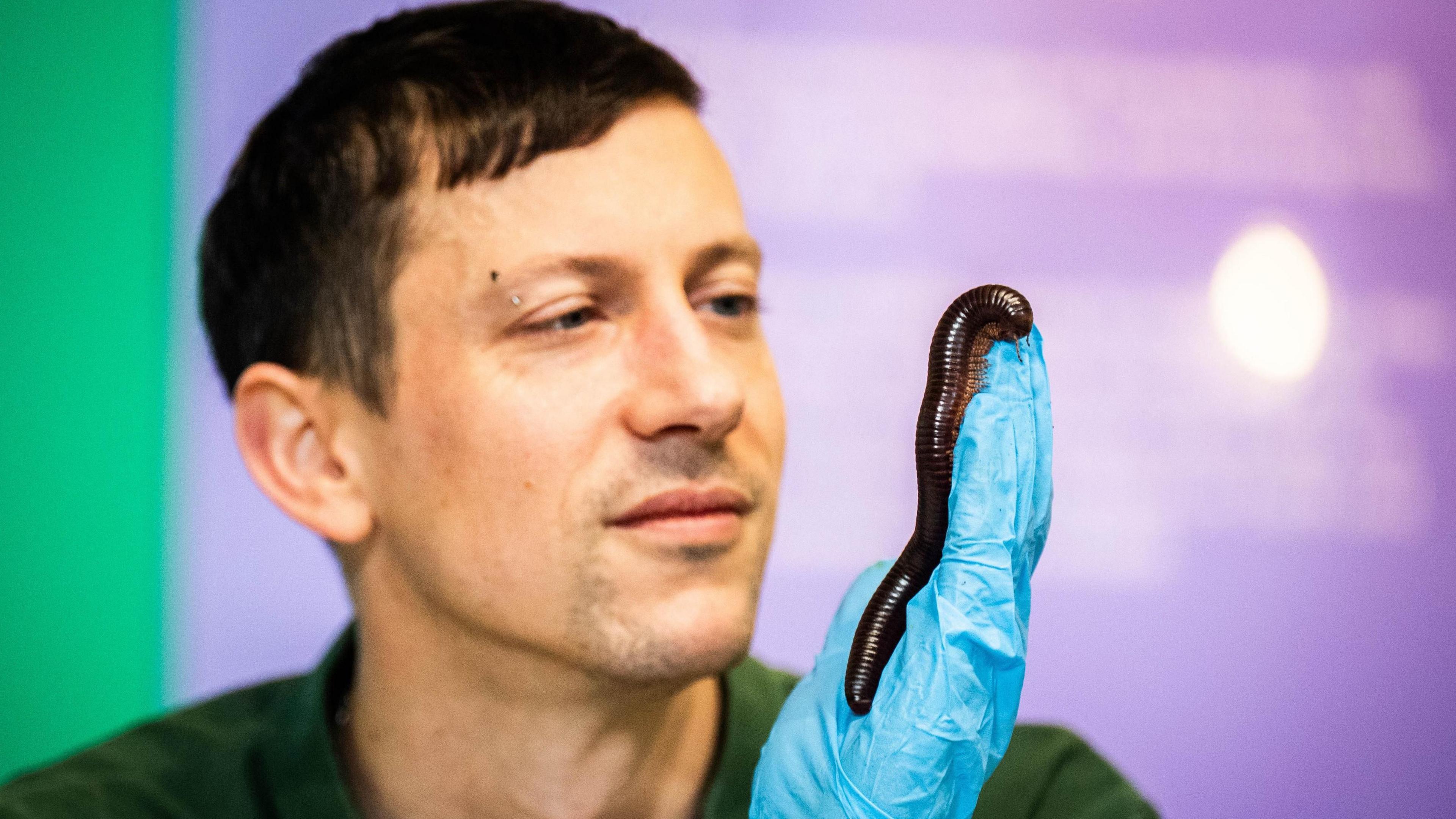 A zoo keeper holds a brown shiny millipede in one blue gloved hand. 