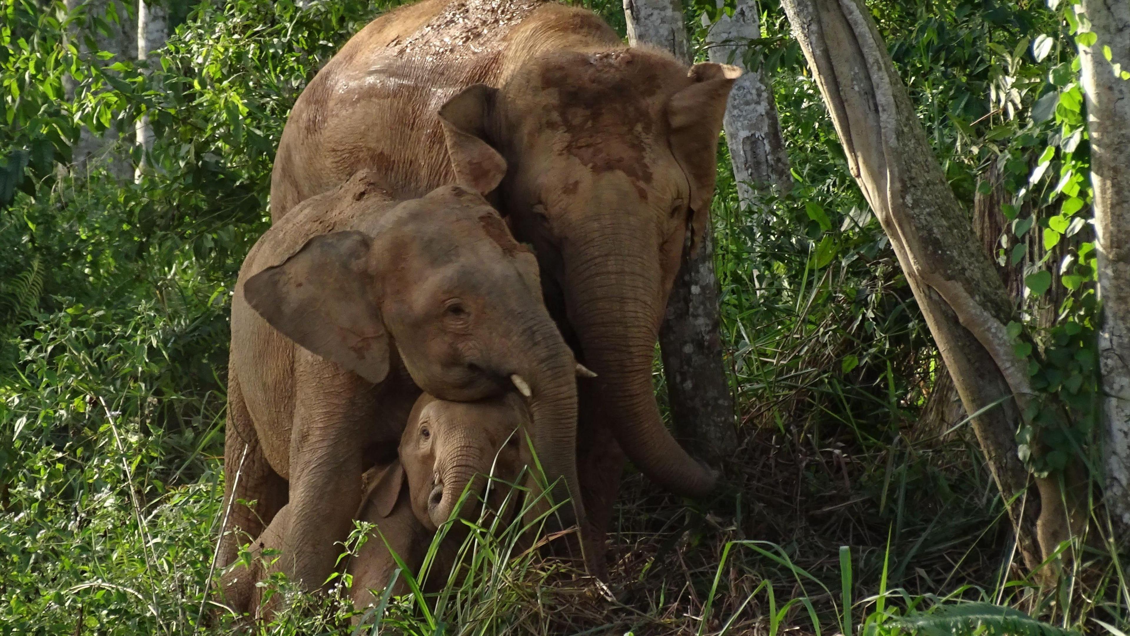 Bornean elephants