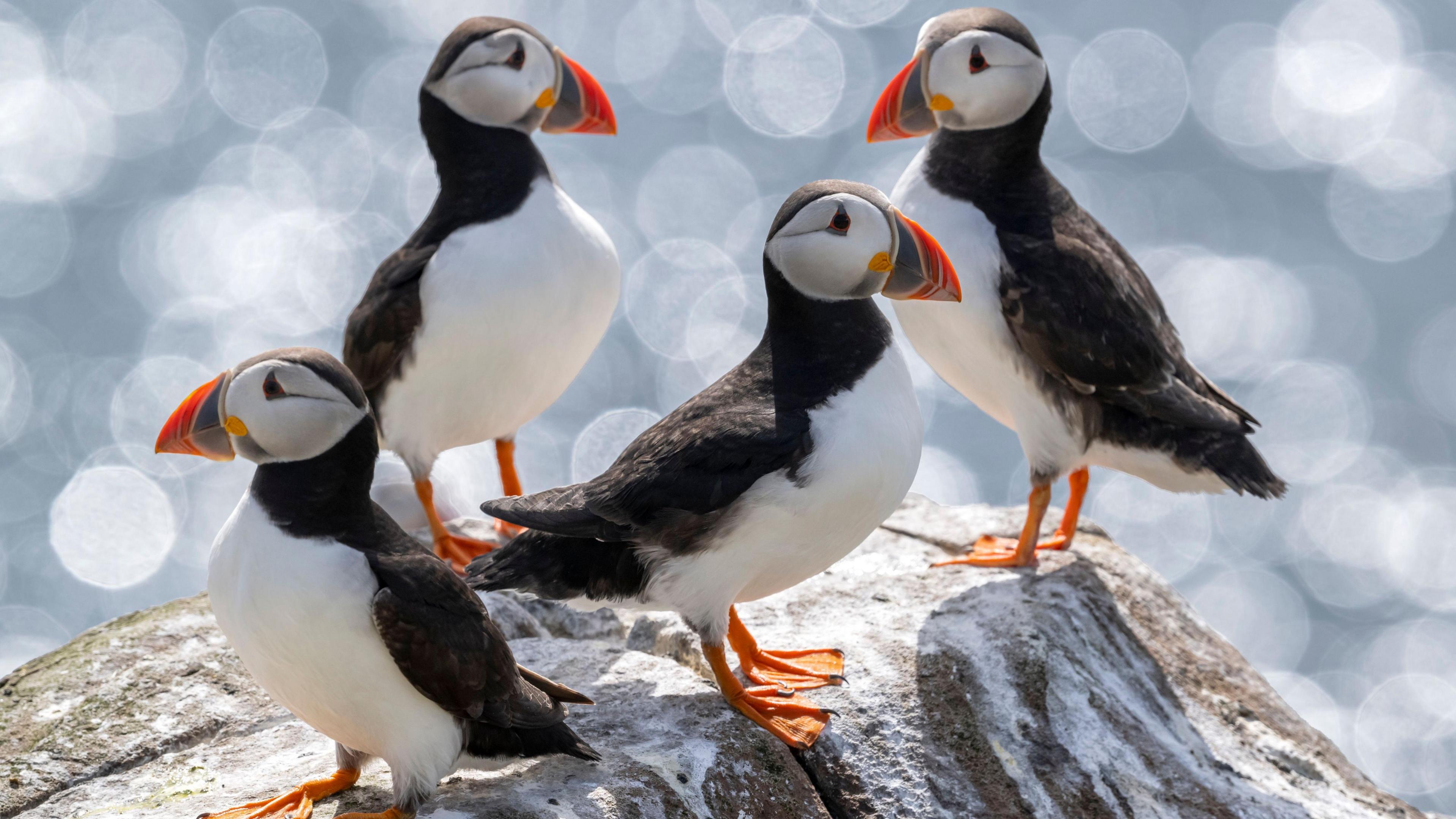 Four puffins are standing on a grey and white rock. They are clustered together, with two looking right, and two looking left. They have orange, yellow and dark blue beaks, with a white chest, orange feet, and black colouring on the tops of their heads, down their back. In the background, the sea is visible, but it is blurred out, to bring the focus to the puffins.