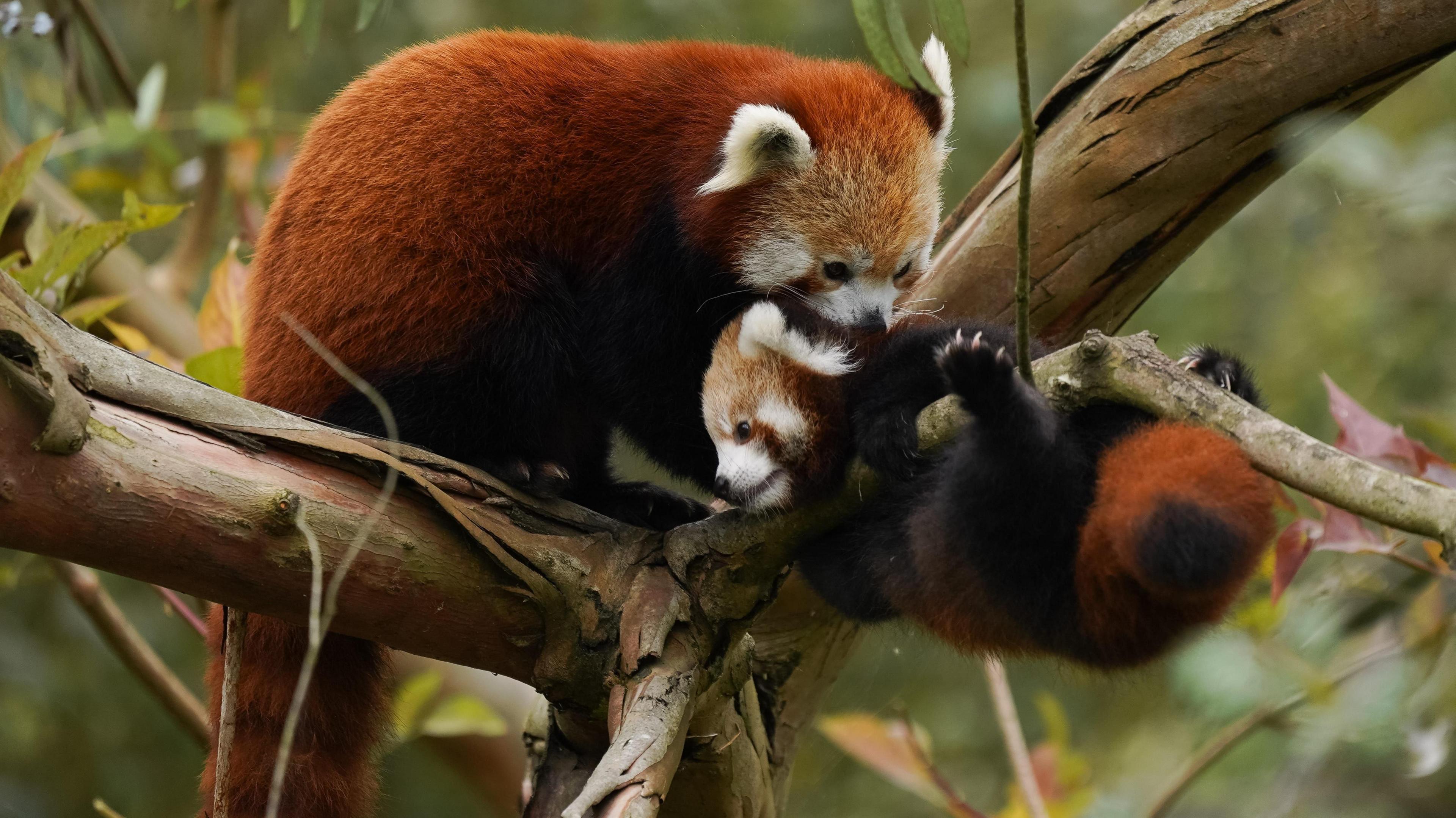A red panda cub hangs from a branch, whilst it's mum brushes her head against her neck. They are surrounded by autumnal foliage.