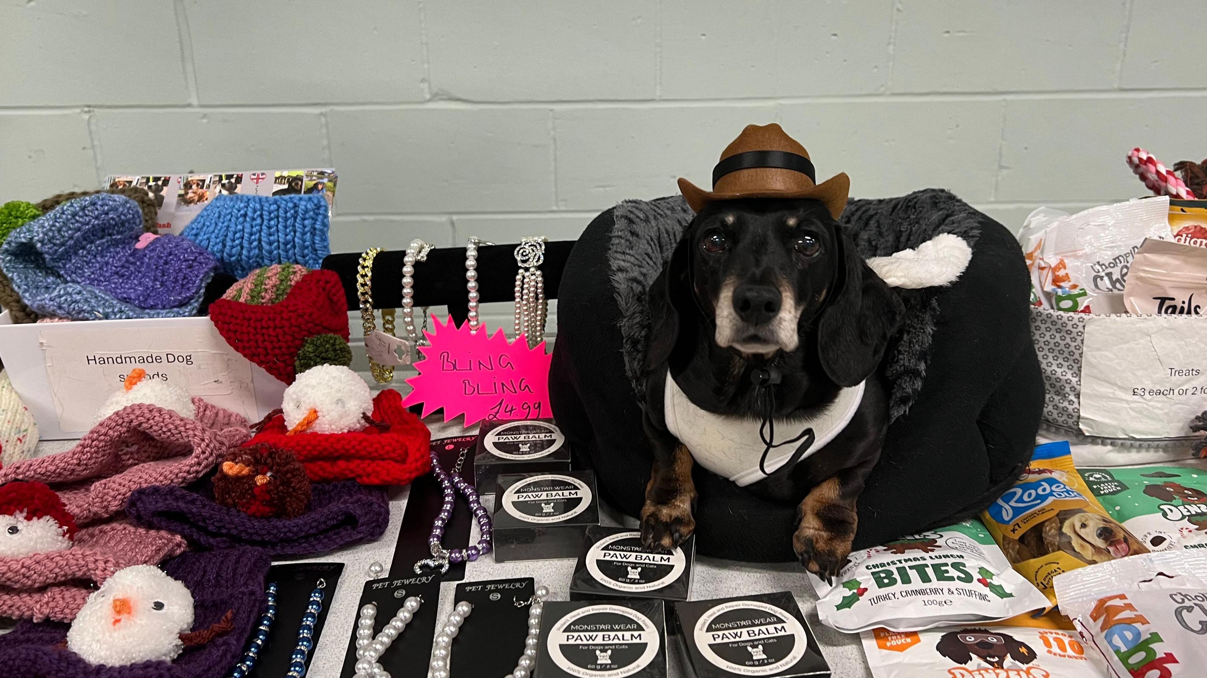 A black dachshund with a greying snout sits in a dog bed on top of a table, wearing a brown cowboy hat and a white vest. Surrounding the dog on the table are knitted scarves for dogs, paw balm, and dog treats.