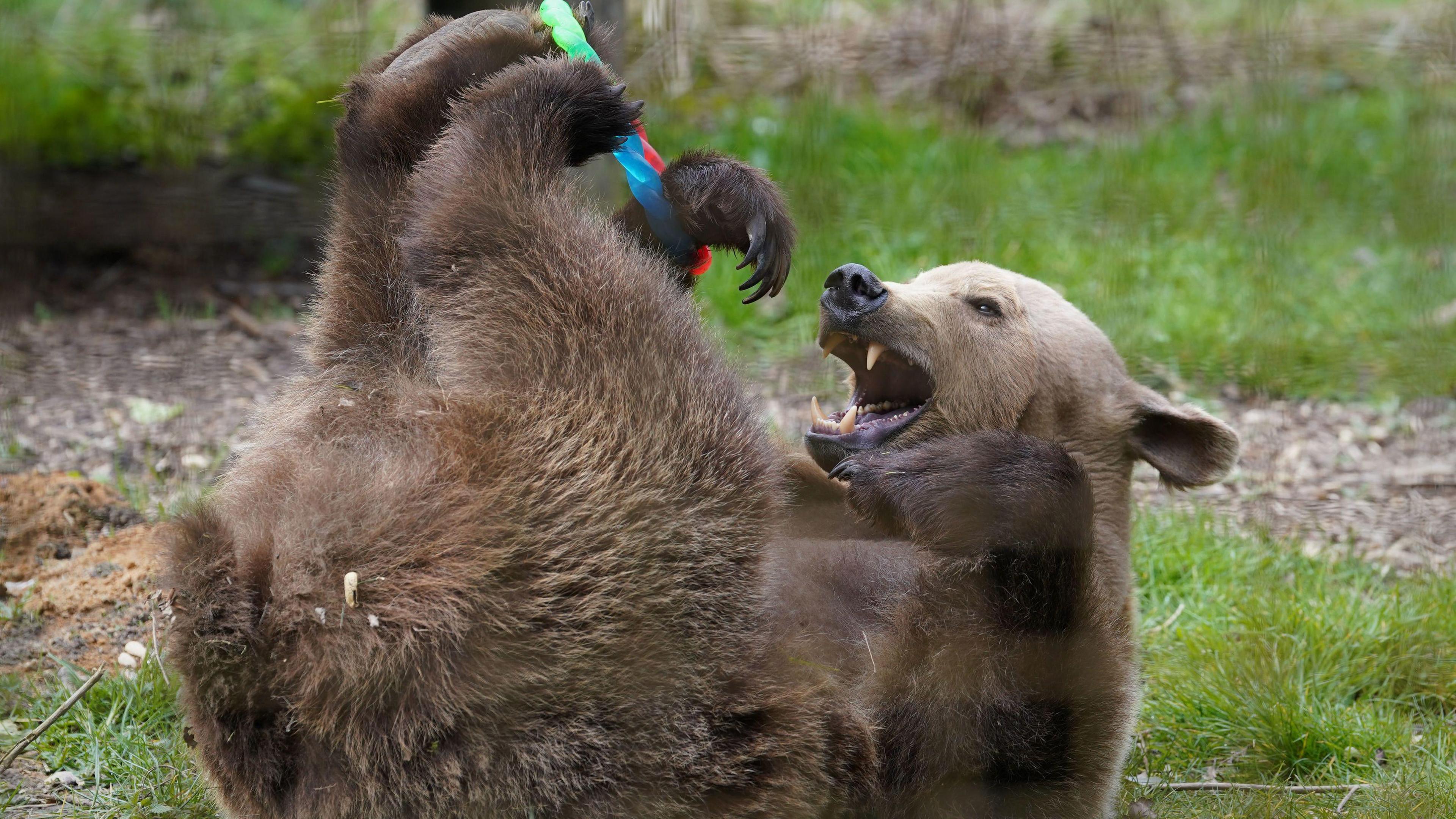 A bear rolls around in the grass at a zoo, playing with a toy