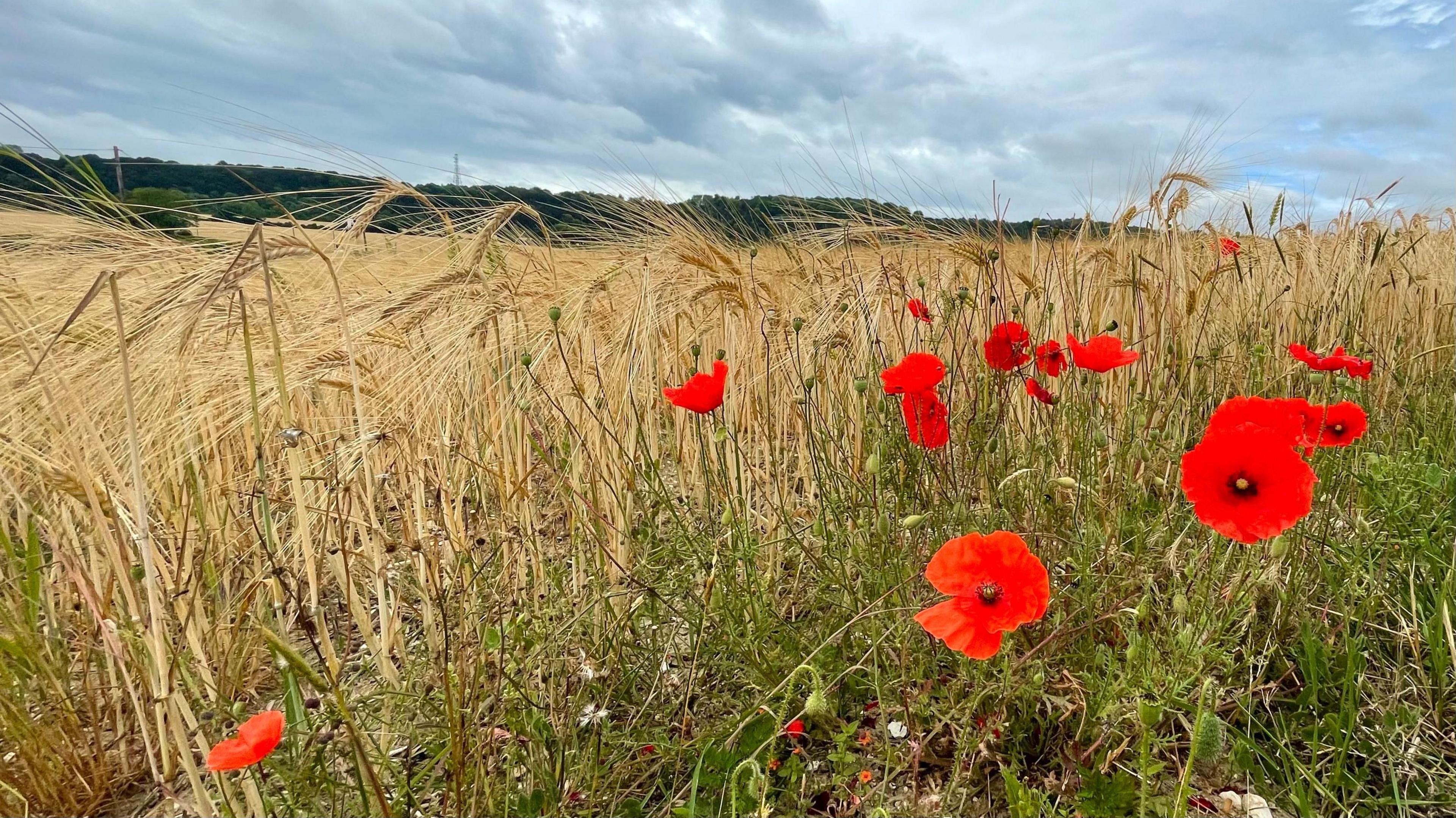 Close-up of golden crops in a field with a few red poppies growing alongside - it is under a glowering cloudy day