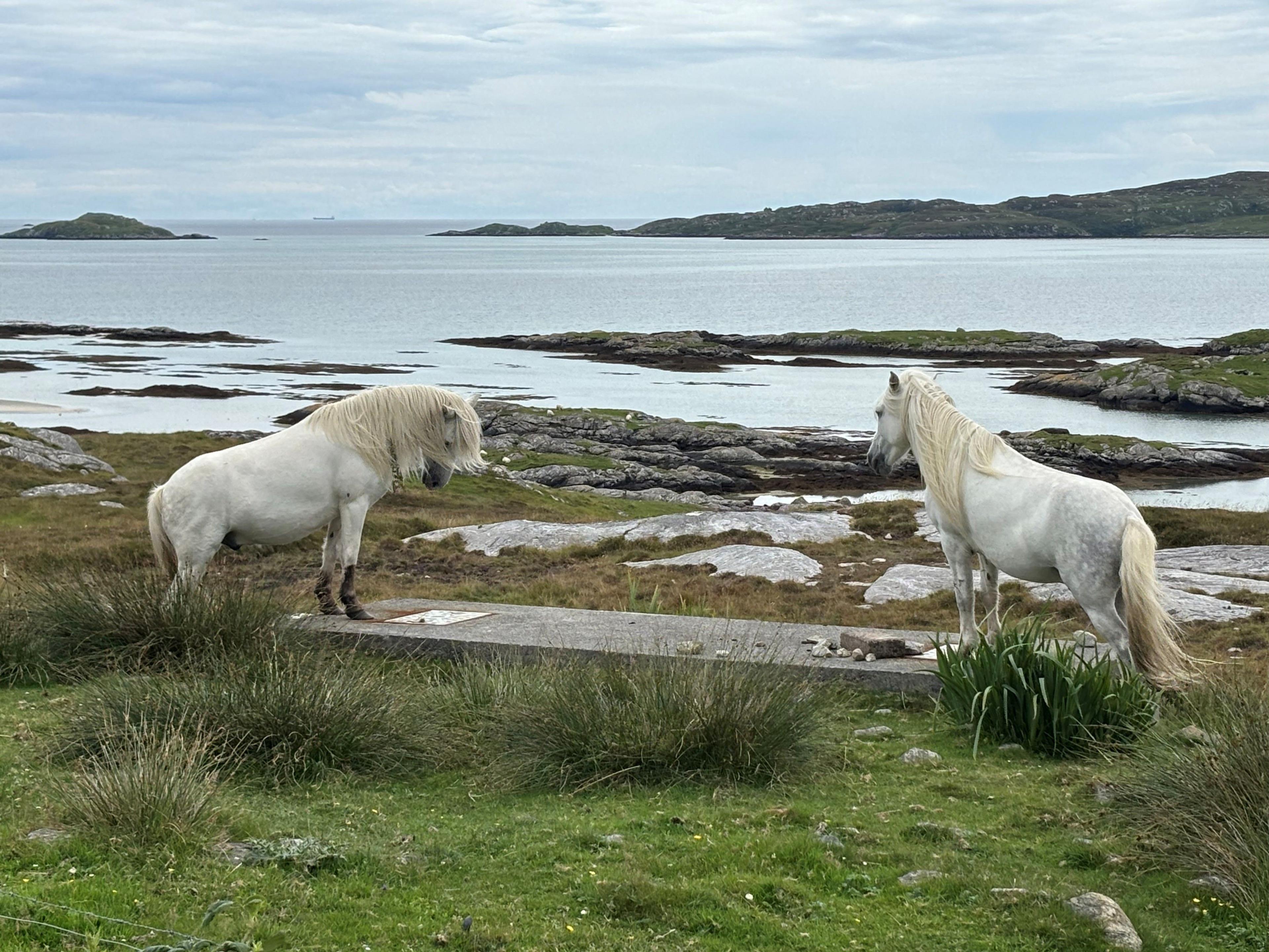 Two white horses standing on a concrete block at the beach