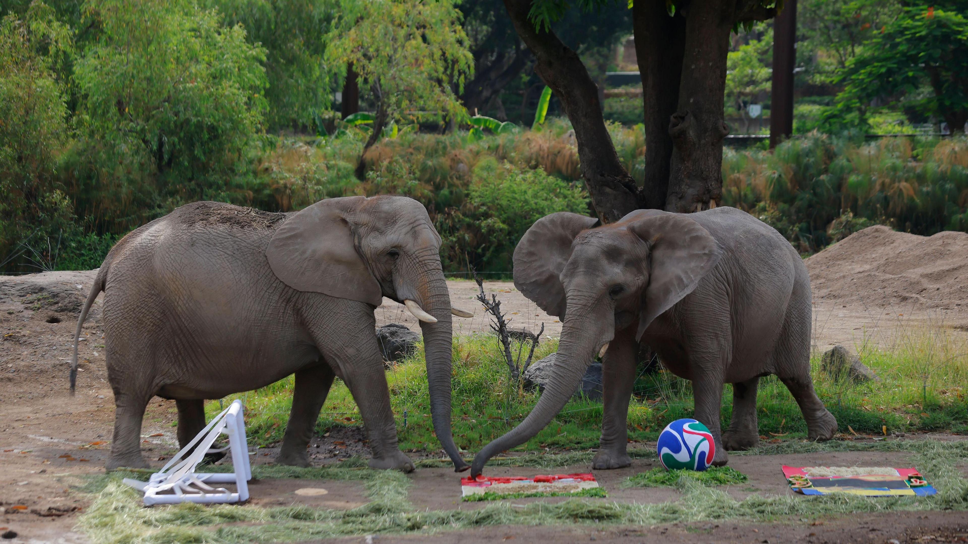 two elephants playing near a small plastic goal.