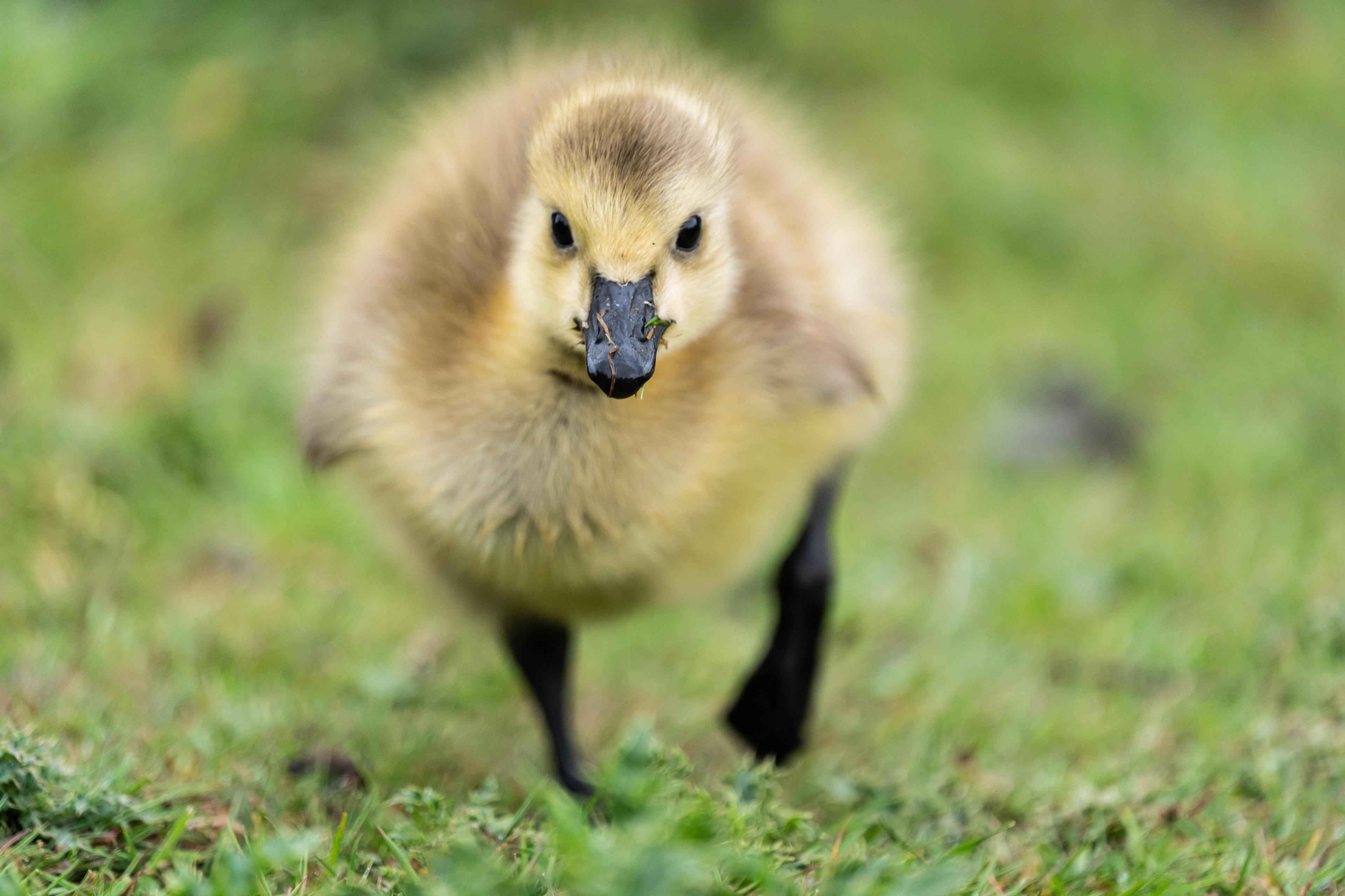 A fluffy gosling with black beak and legs