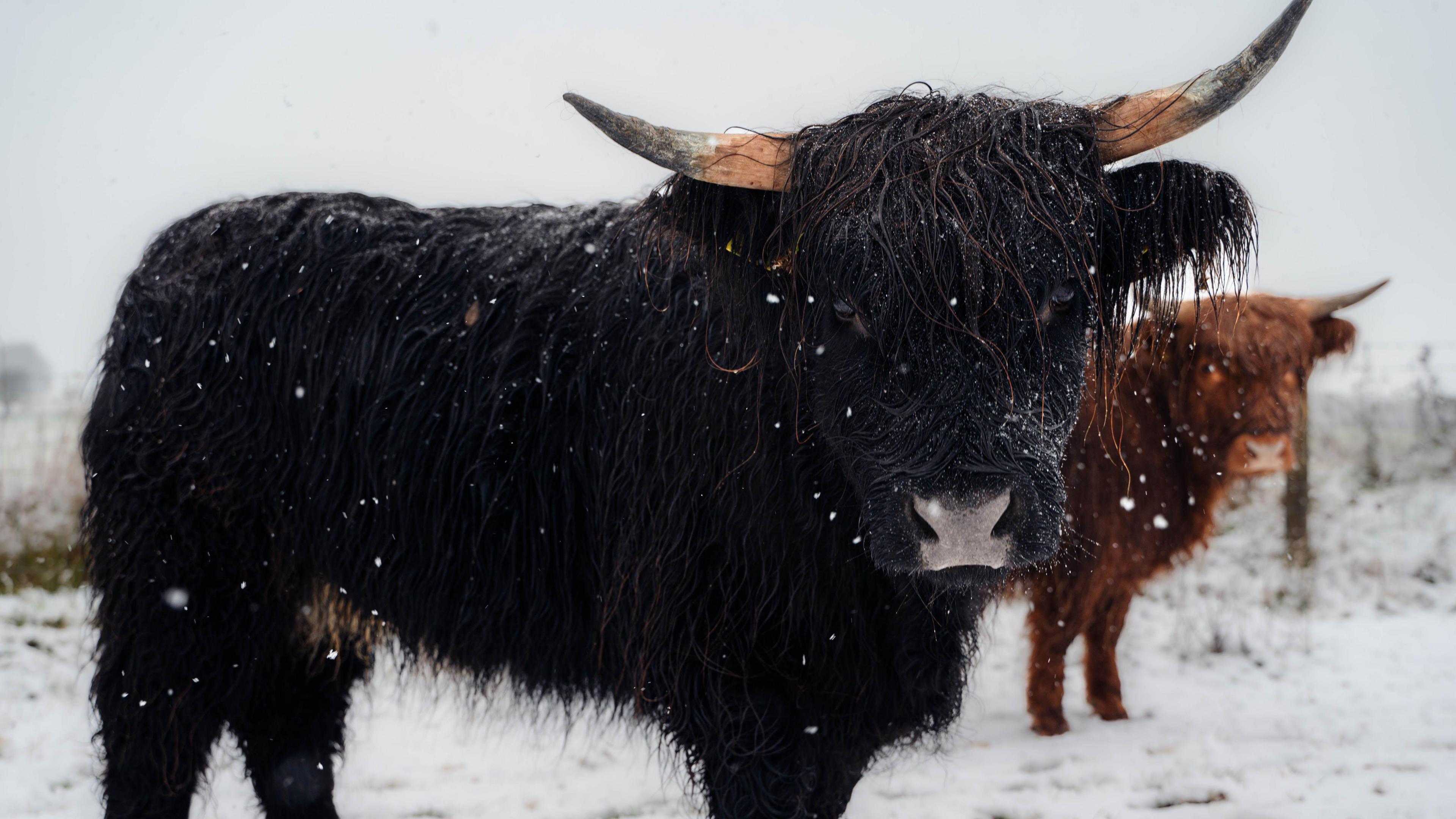 A black Highland bull stands in a snowy field as it falls on him. A brown Highland bull can be seen behind him.