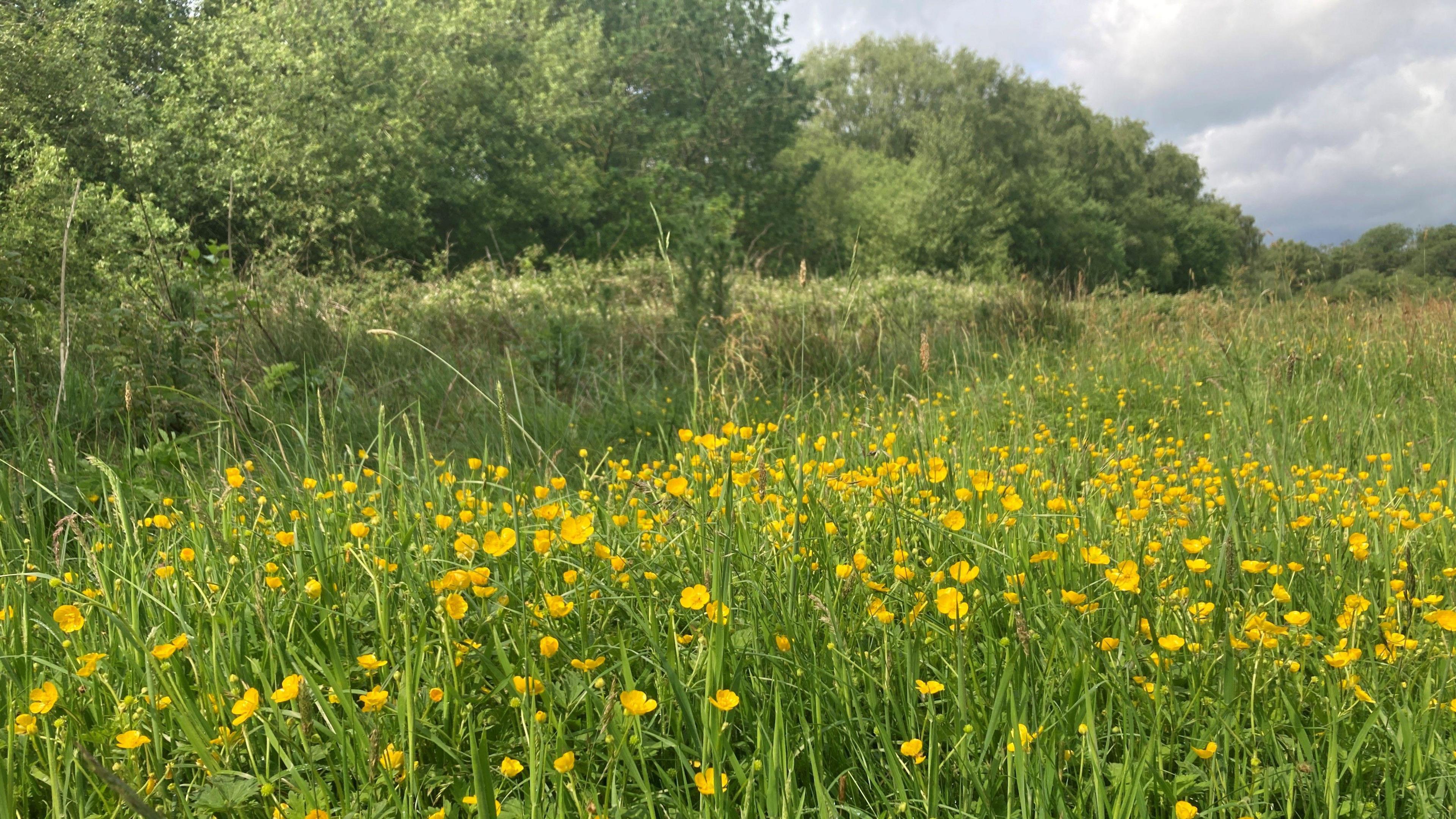 View of Danes Moss in Macclesfield. It includes buttercups in the foreground and trees in the background.