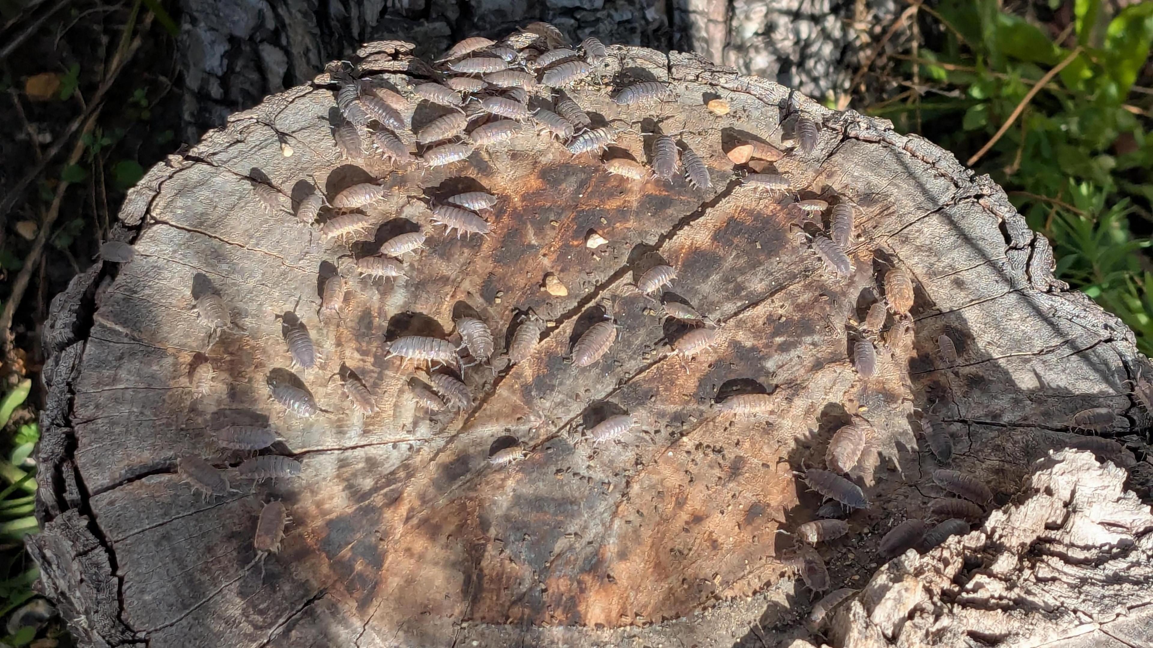 A quabble of wood lice on the stump of a long cut down tree. There are dozens of the anthropods.