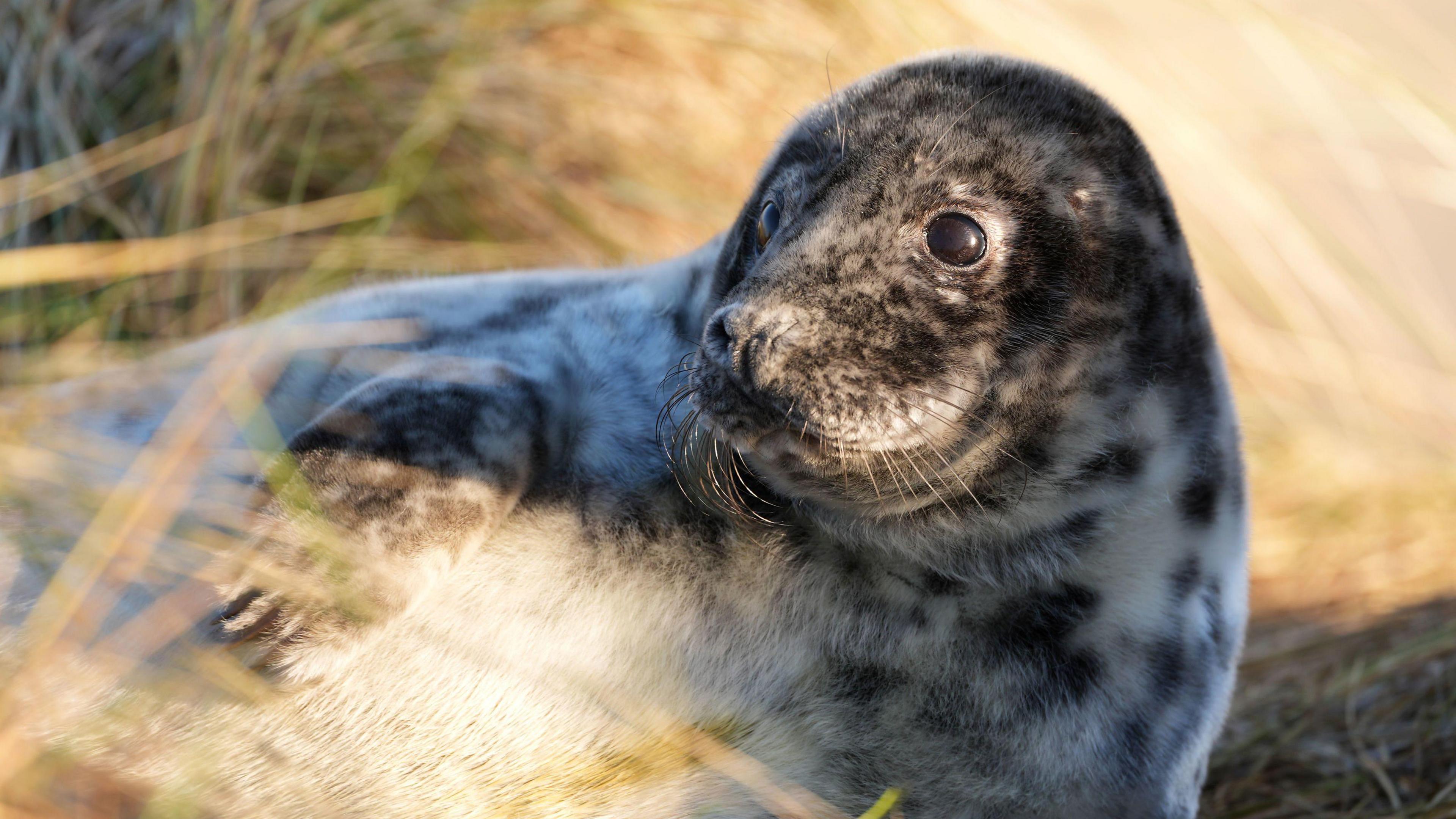 A picture of a seal lying down on a piece of grass. It is a grey seal with a pattern on its face and body. 