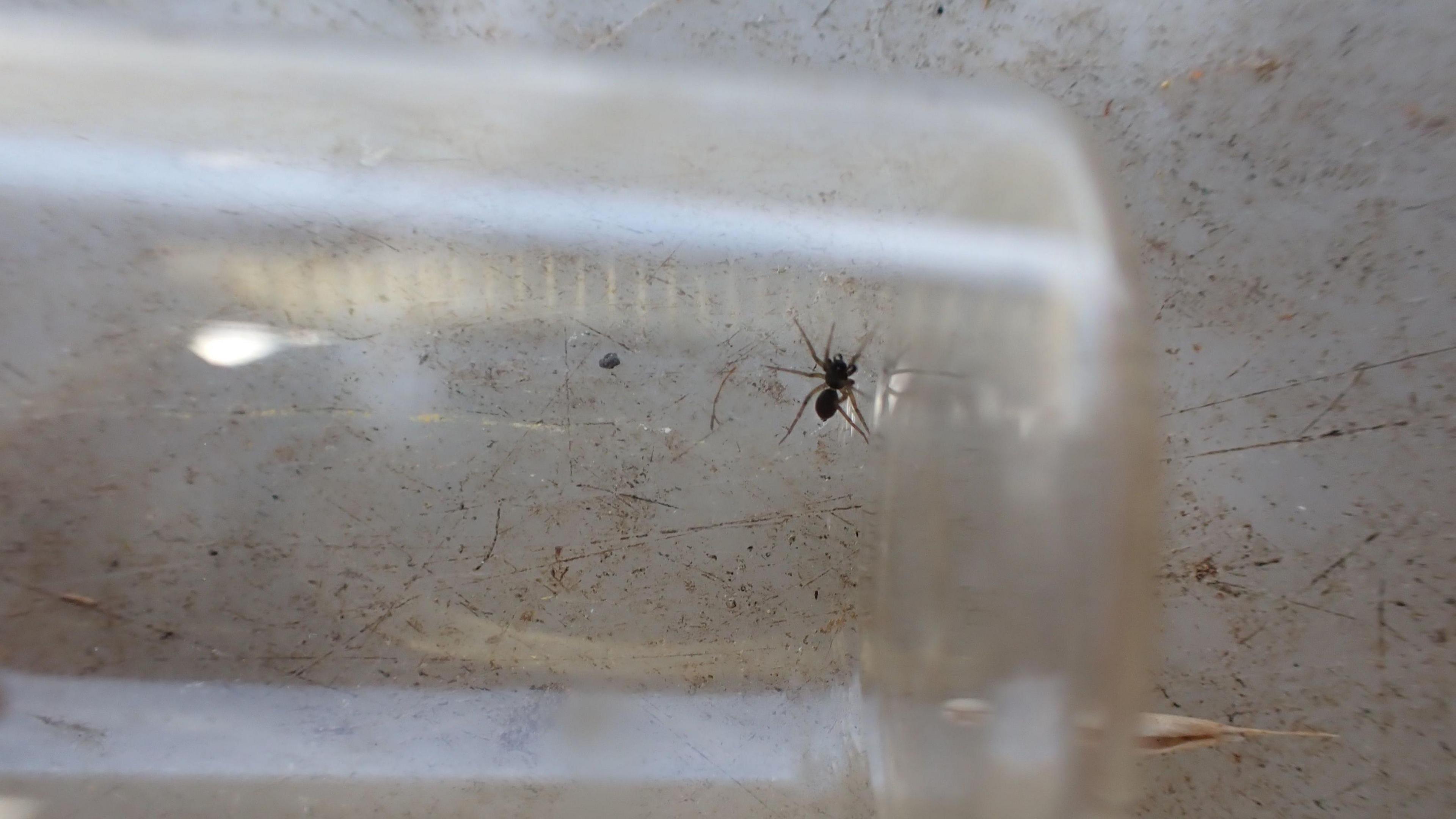 Spider seen in a glass tube