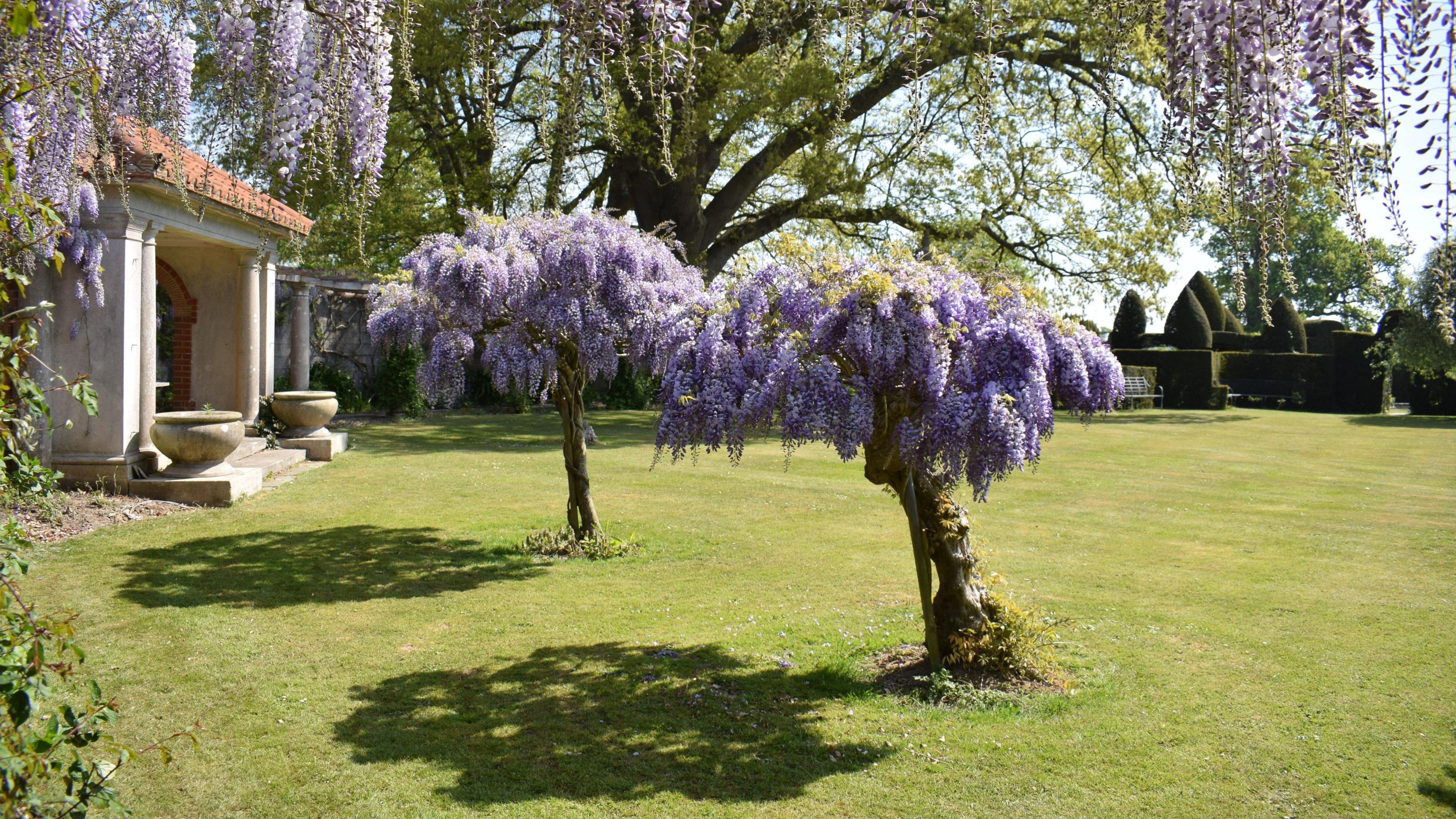Two purple blossom trees in the garden of Hole Park, with a lawn, topiaried trees and a grotto in the background.