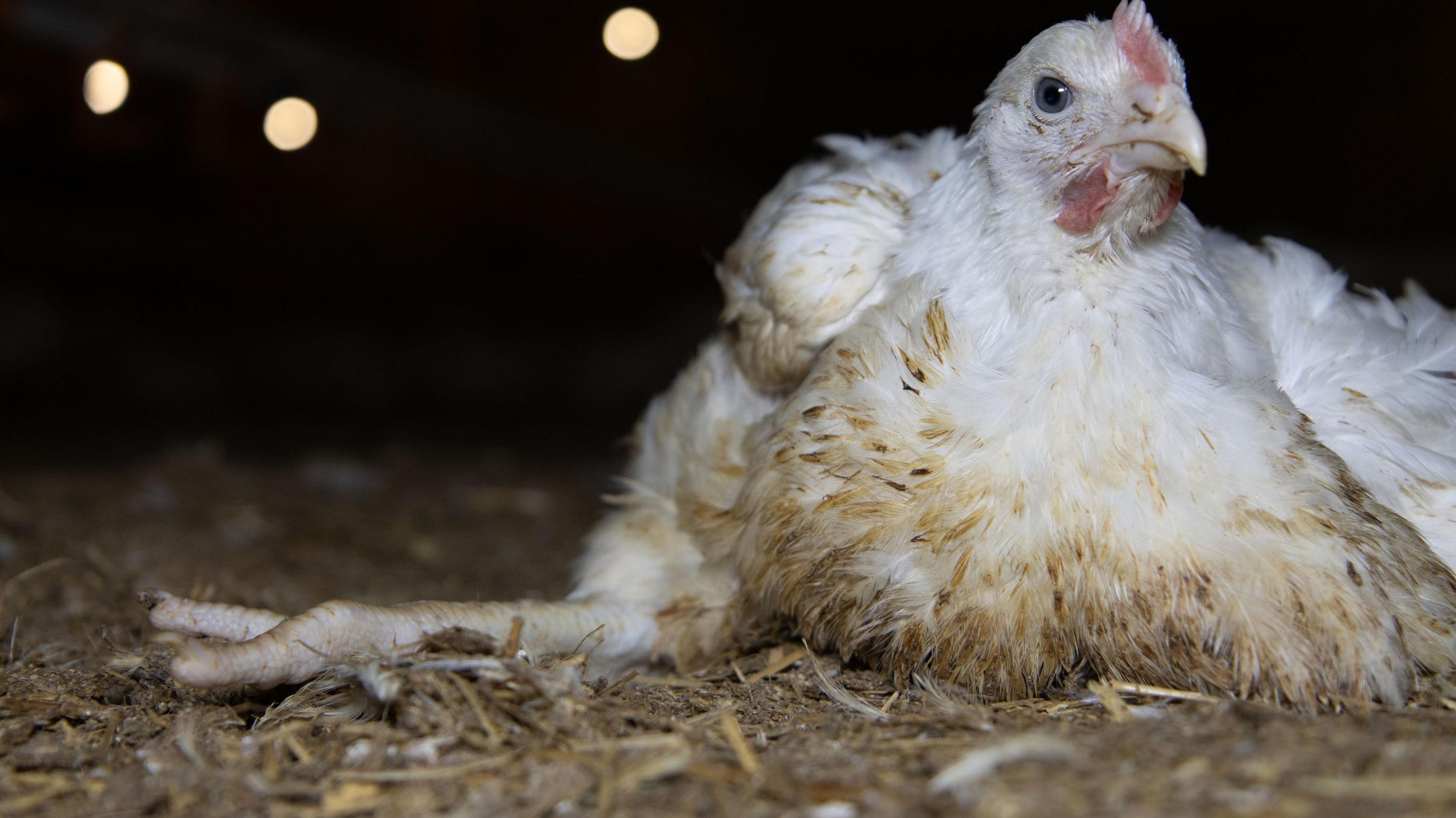 A chicken sat down in a poultry unit with its right leg out.