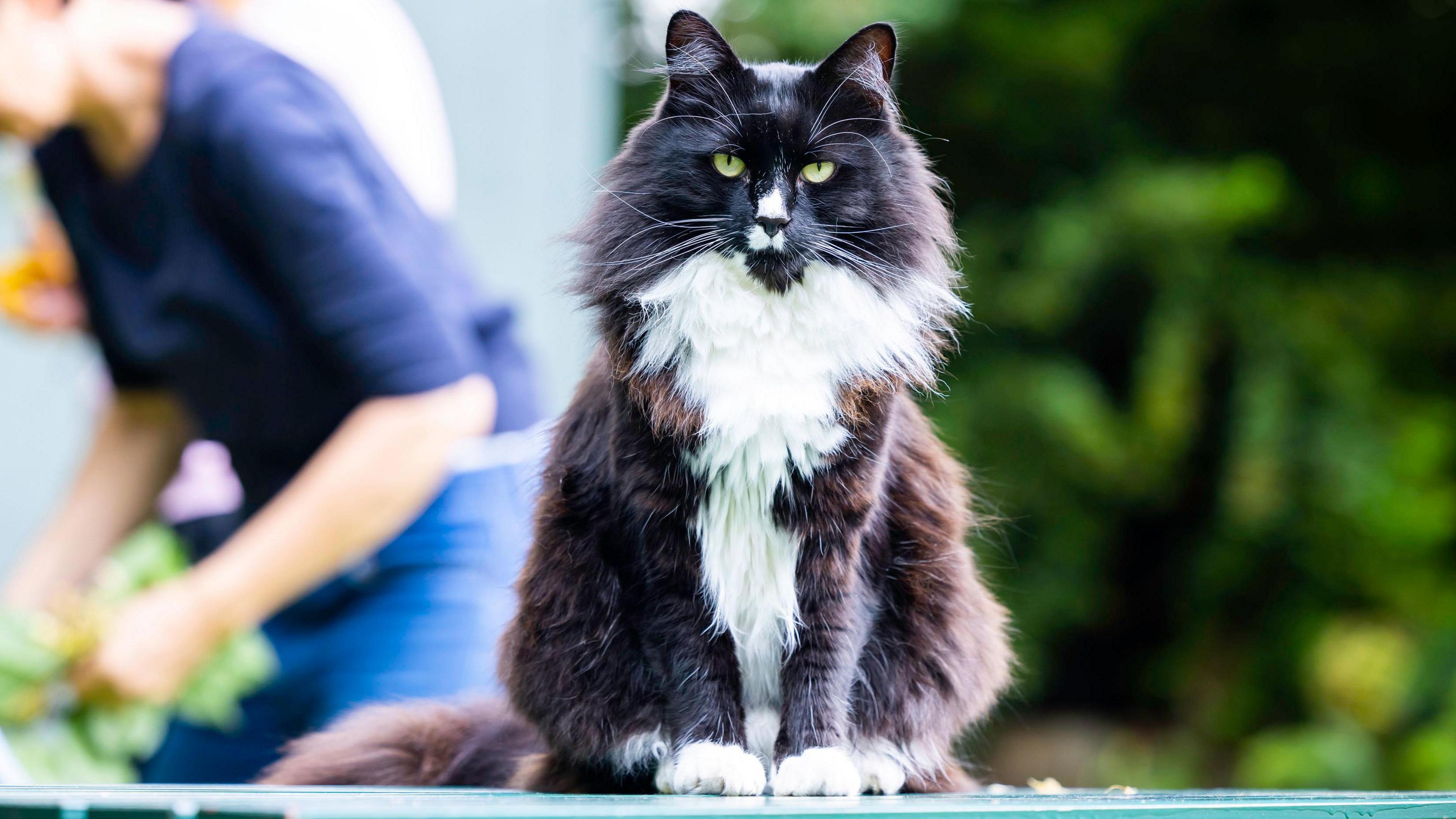 Marley sits and looks at camera 