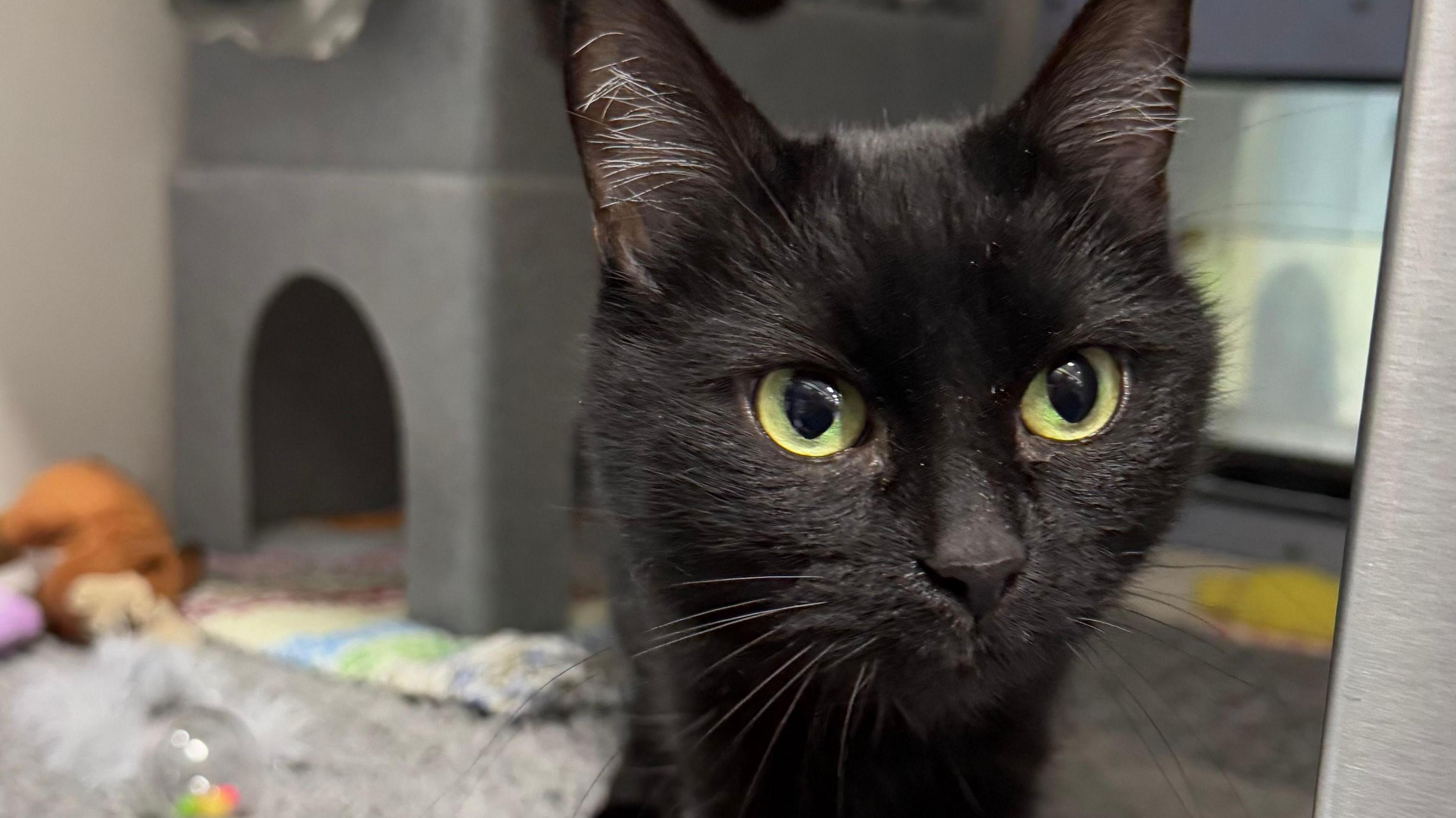 A black cat with green eyes.