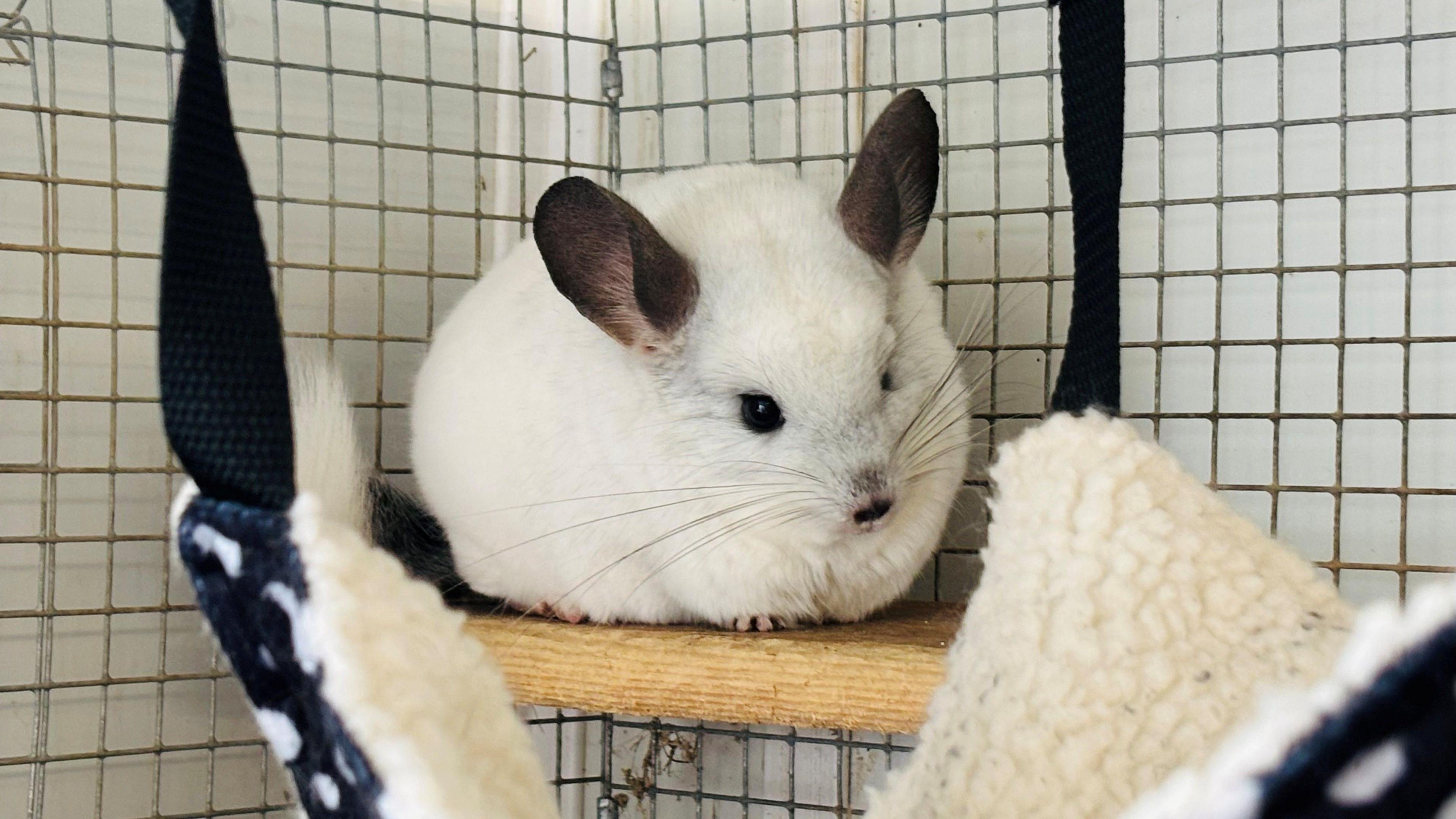 White chinchilla in a cage.