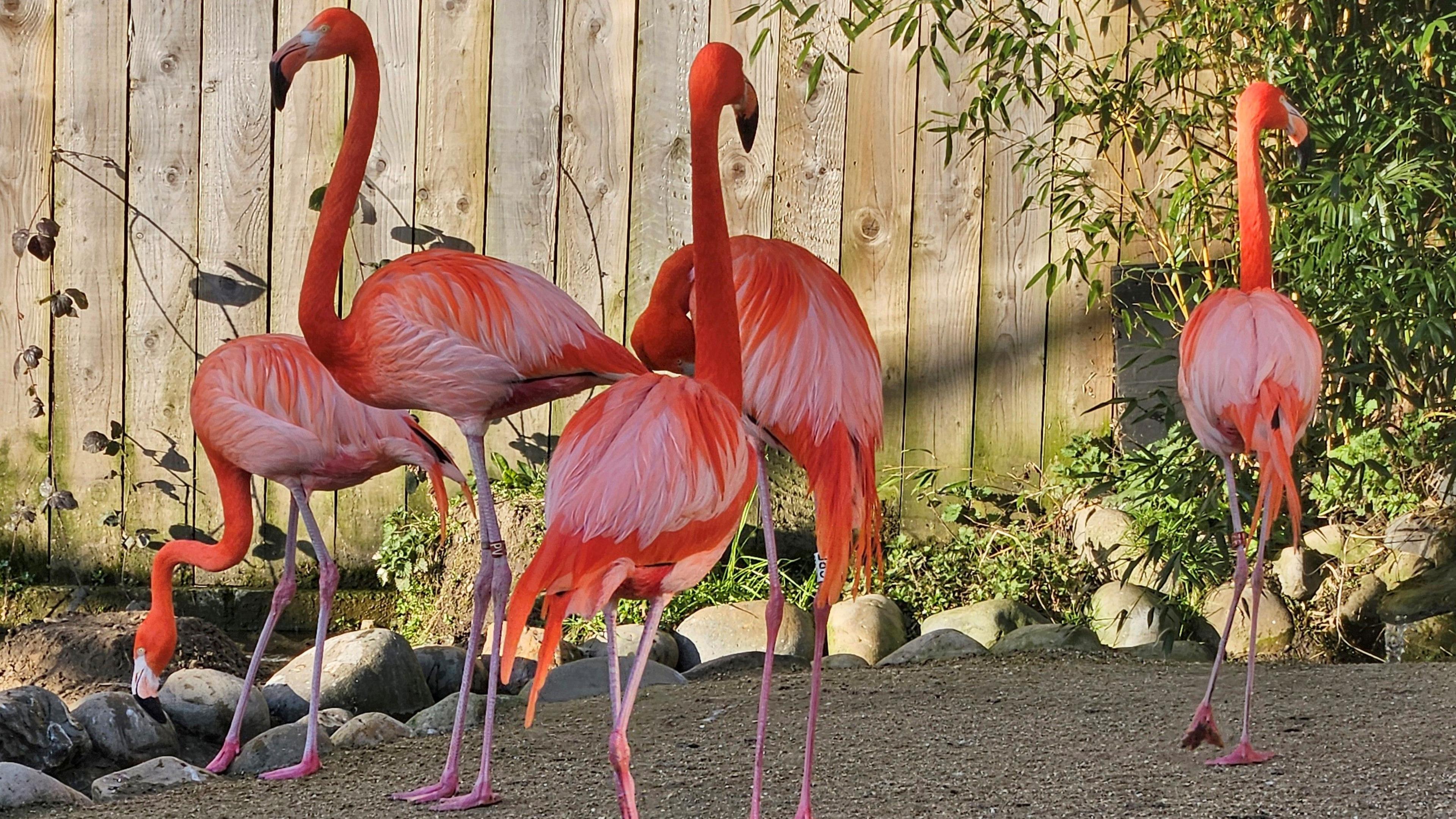 Five pink flamingos surrounded by small rocks standing in front of a wooden fence.