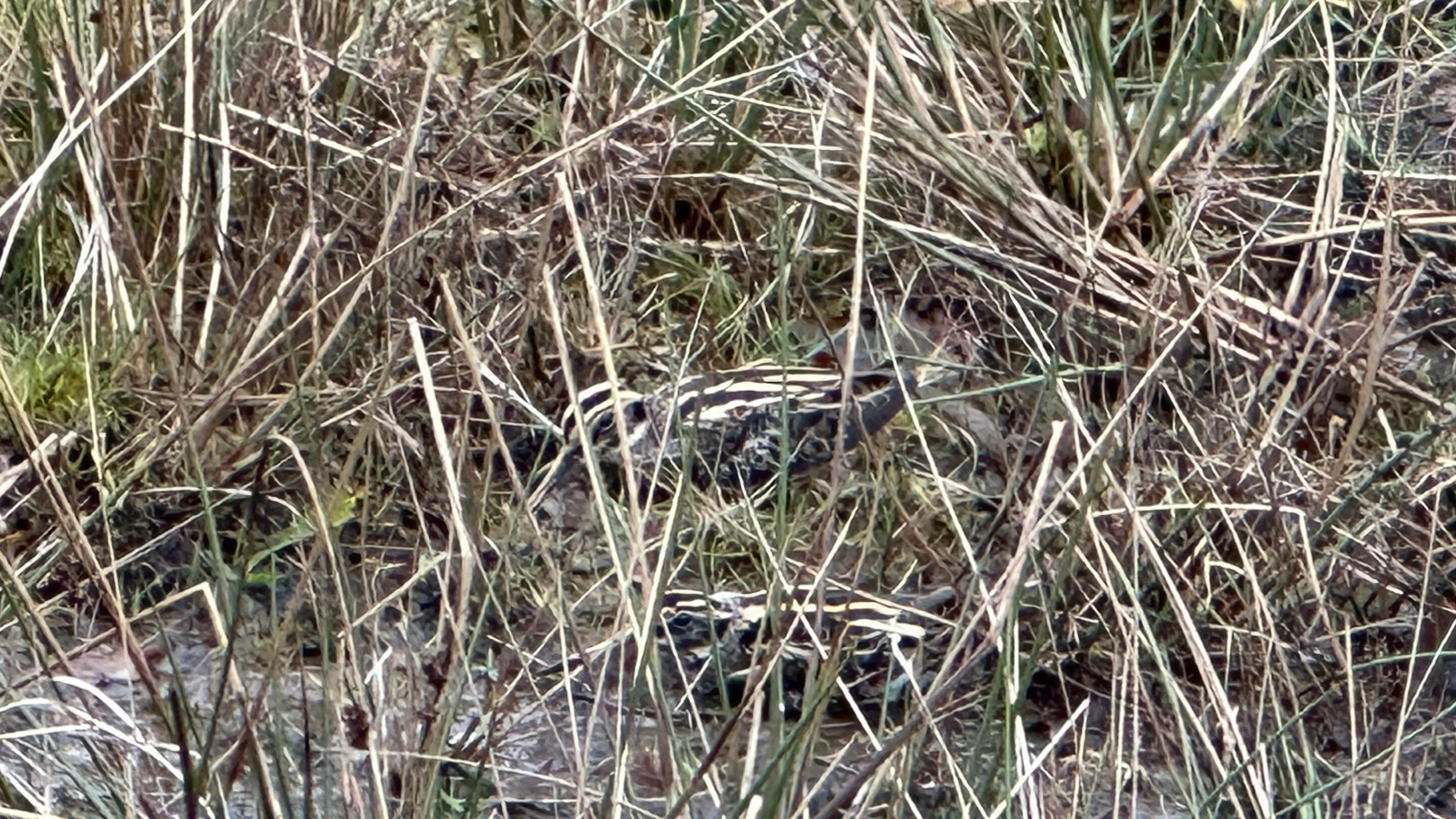 A jack snipe bird sitting on the ground amid the undergrowth, partially hidden by some grass.