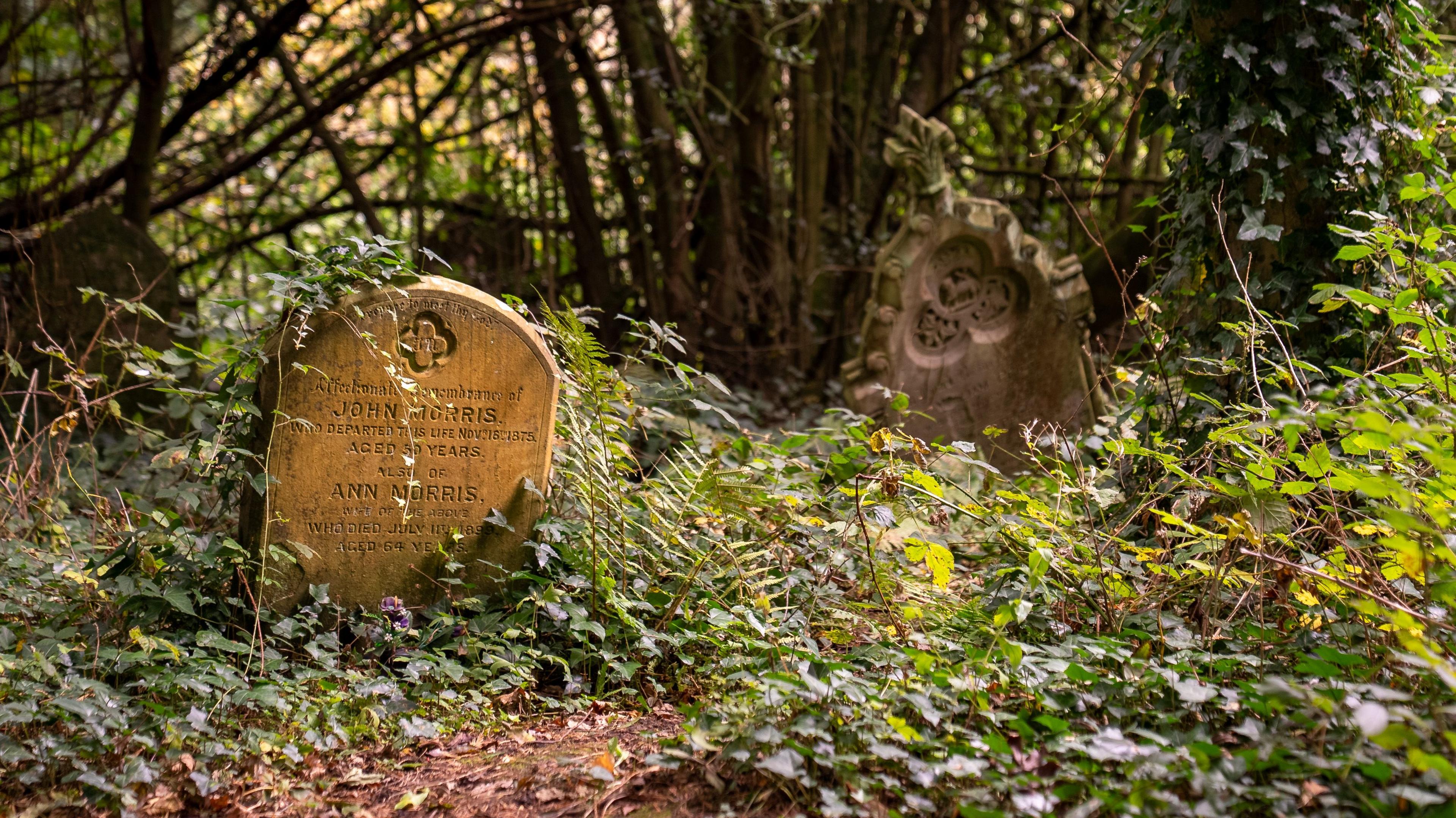 A grey-green headstone, partially covered with overgrown ferns, bramble and ivy sits in the undergrowth, where more headstones can be seen obscured by thicker undergrowth.