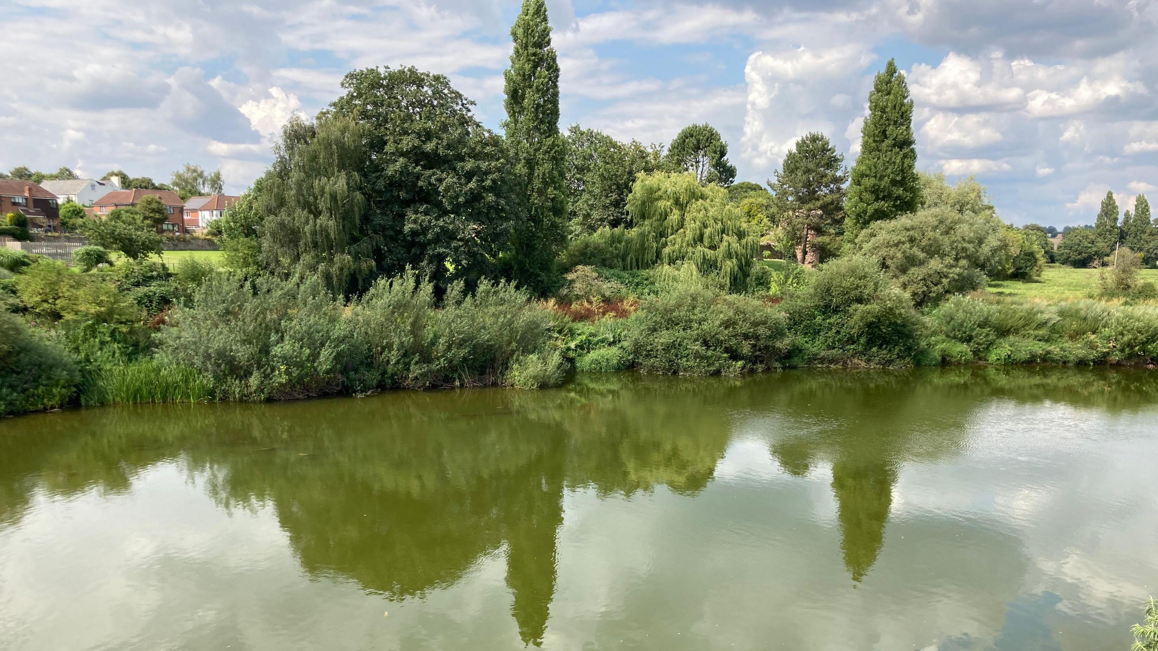 Algae causes the River Wye to turn green