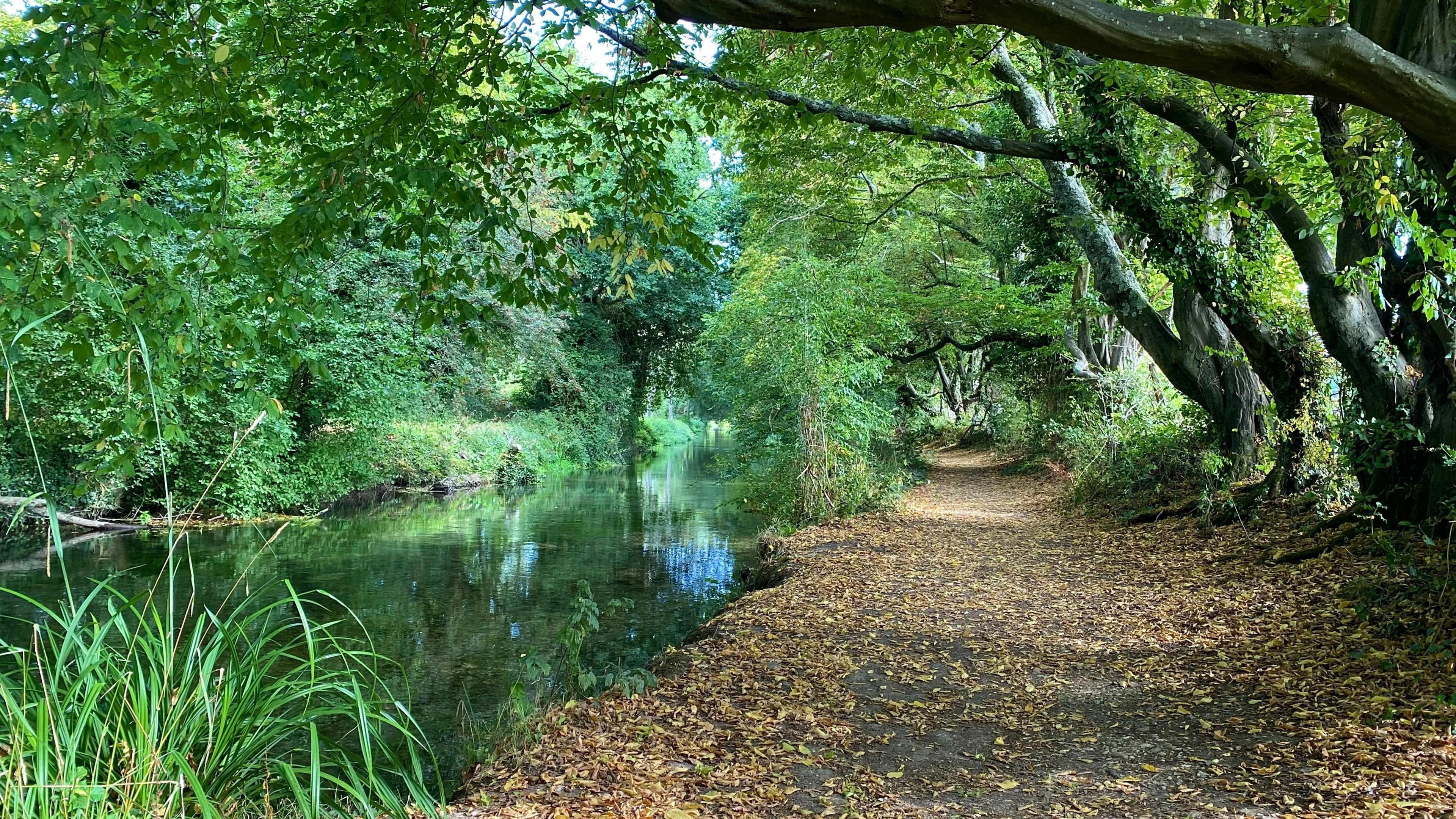 A river surrounded by greenery and next to footpath with leaves on the ground