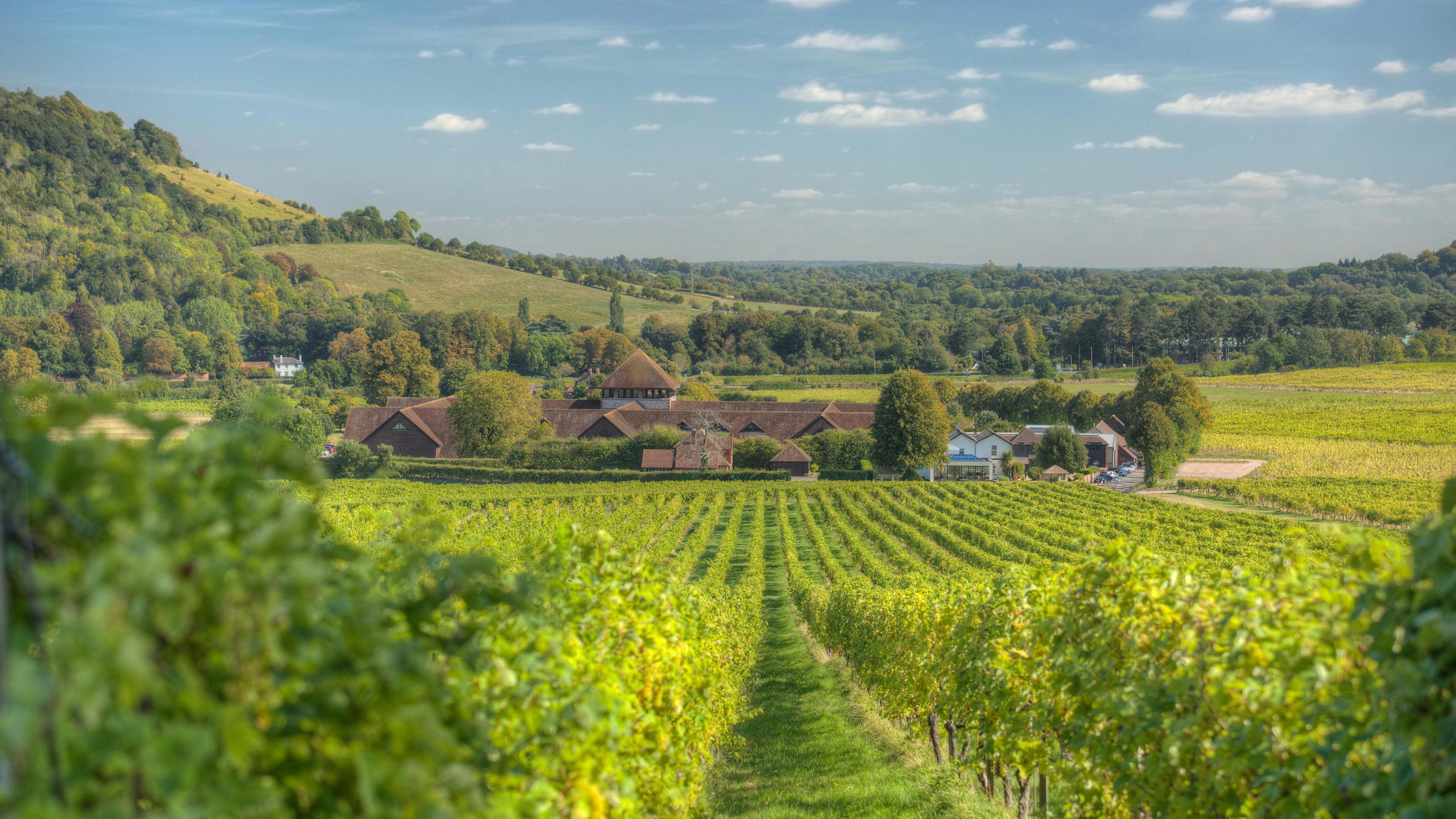 Denbies Wine Estate in Dorking