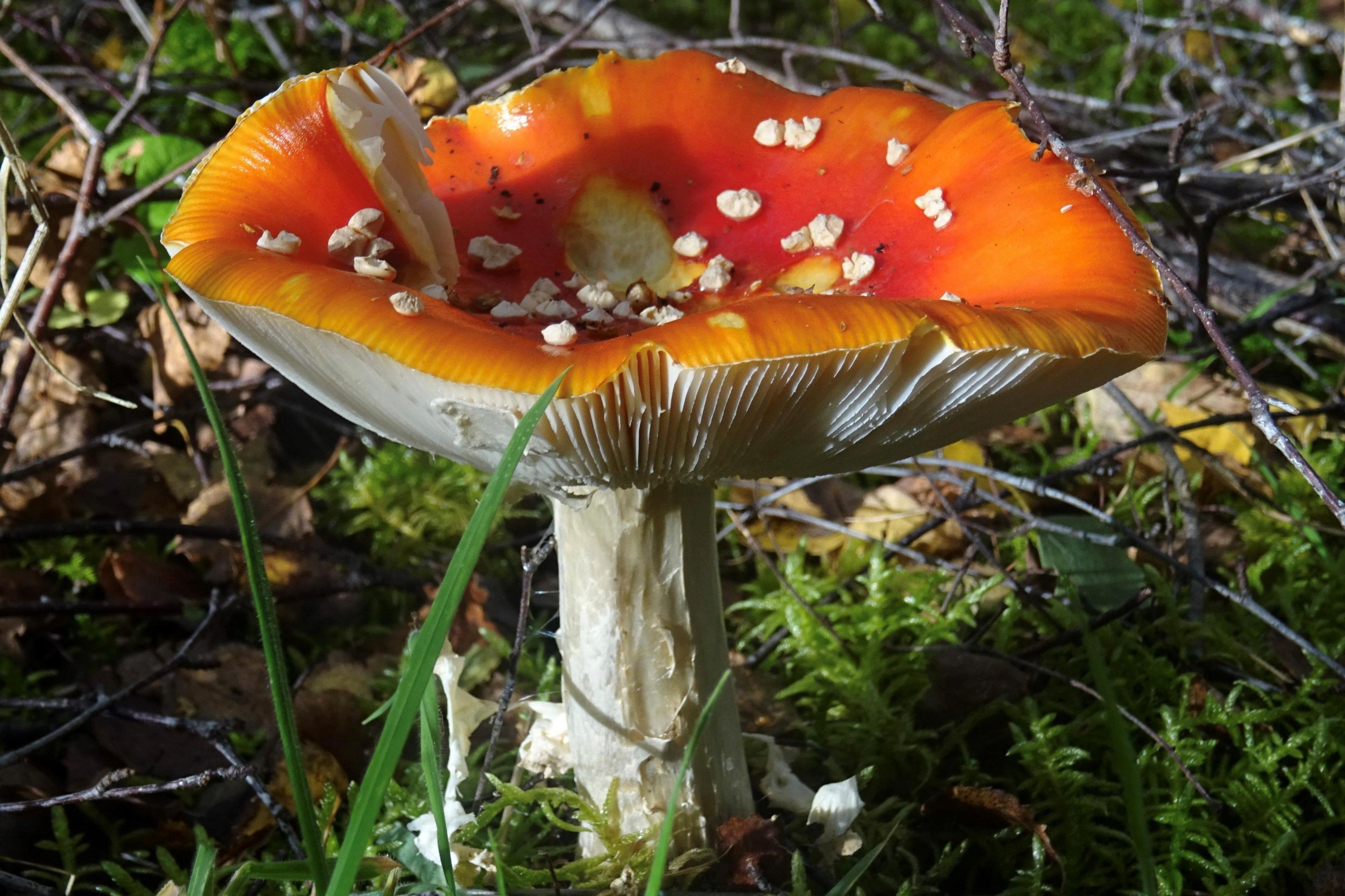 Large orange mushroom with white dots in a grassy area