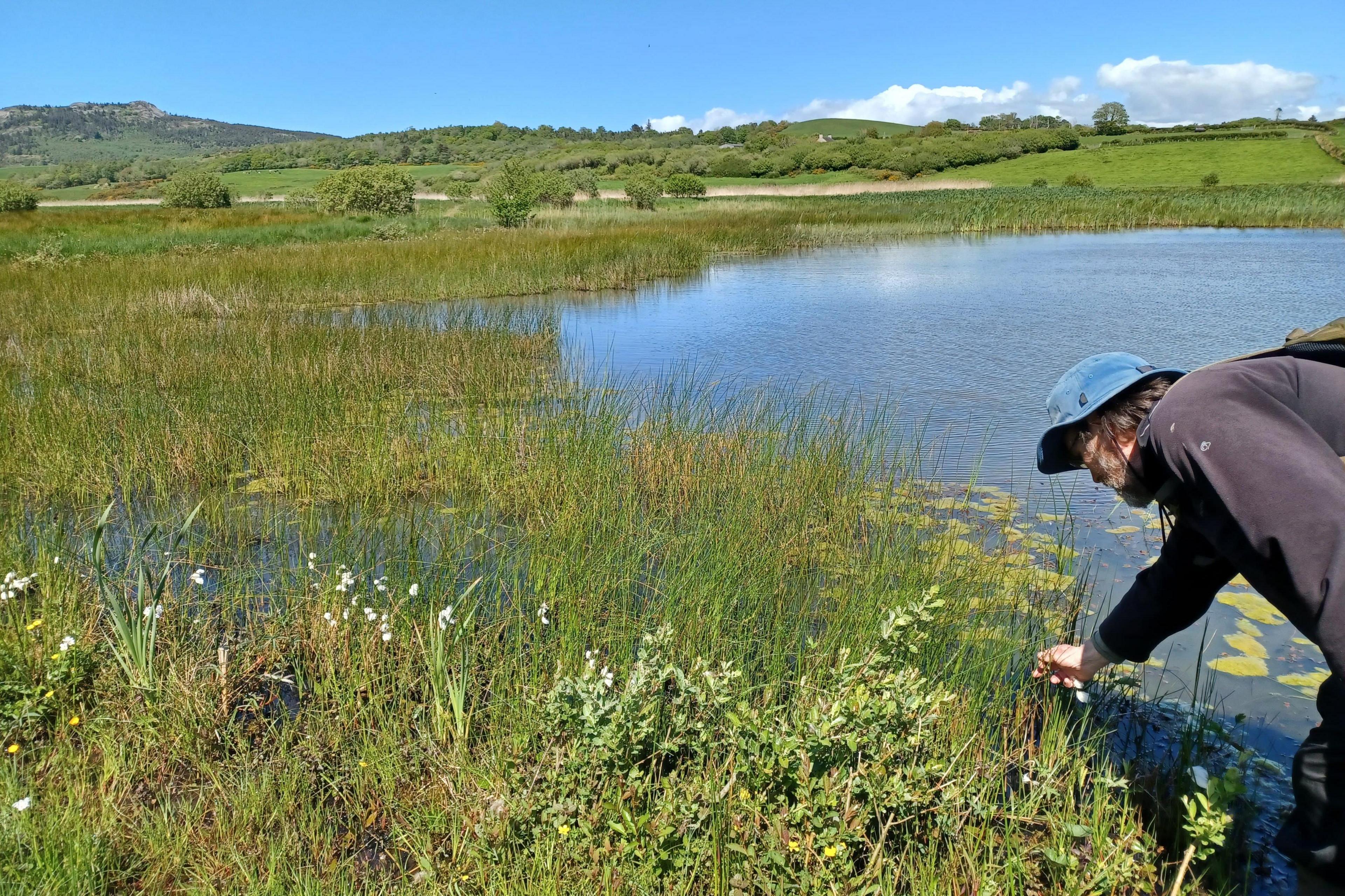 A person wearing a blue sun hat and dark outdoor clothing bends down at the edge of a shallow lake, reaching toward reeds and aquatic plants growing in the water. The lakeshore is fringed with tall grasses, rushes, and patches of floating vegetation. The calm water reflects the bright blue sky. Beyond the wetland, green fields, hedgerows, and wooded hills stretch across the landscape, with a rocky hill rising on the left side of the horizon.