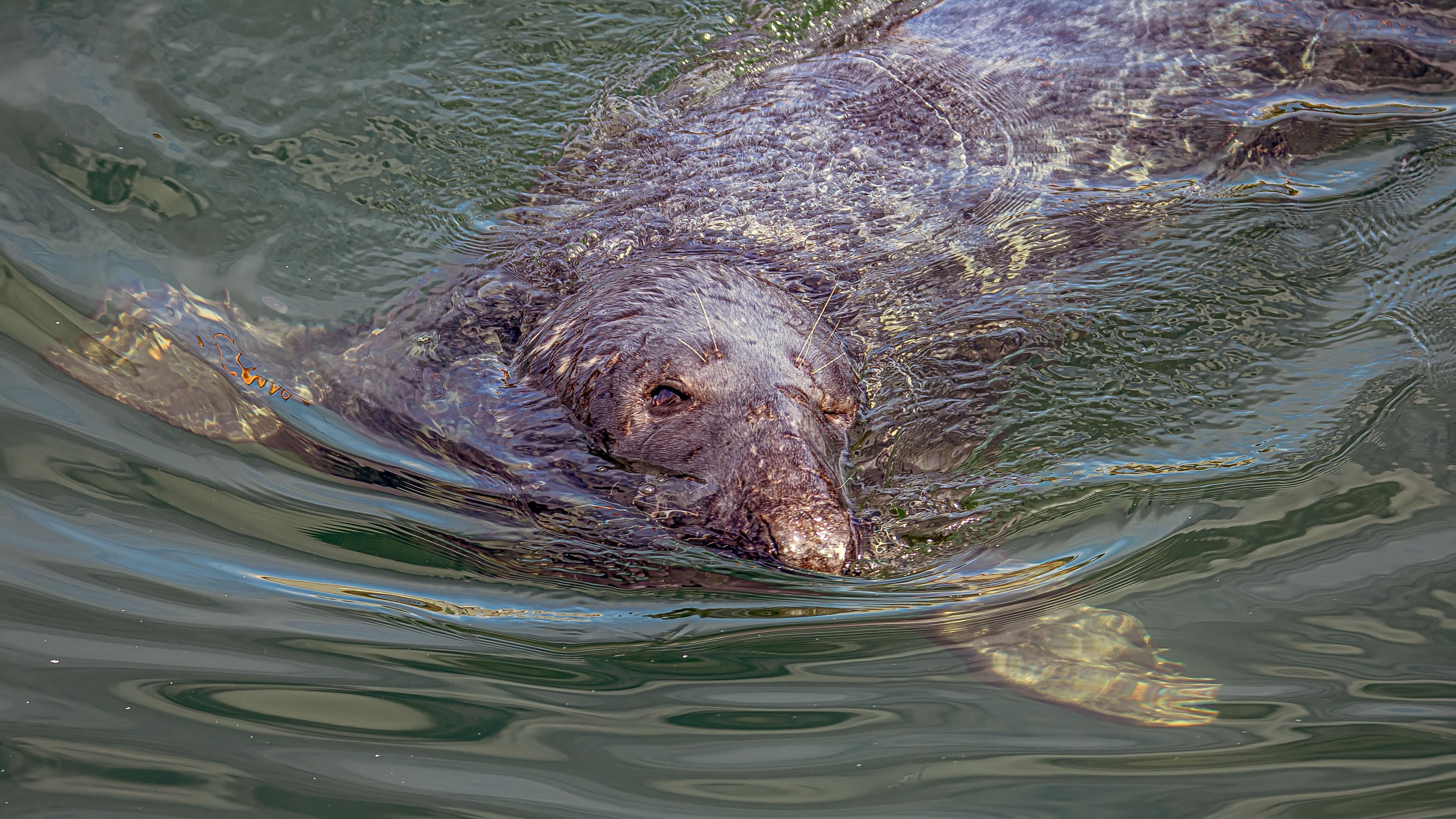 A close up view of a seal emerging from the water with mostly its nose and eyes on view.