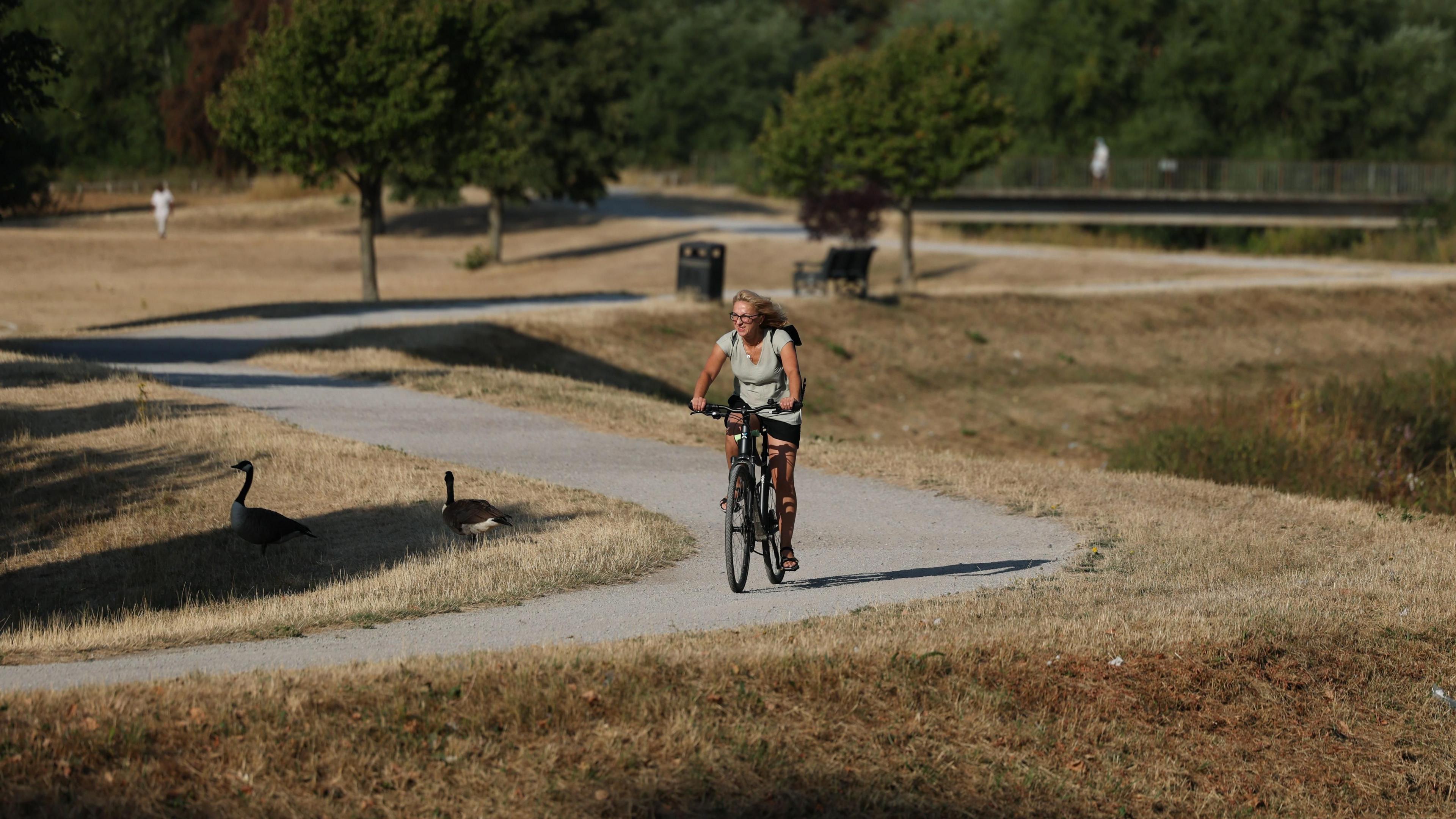 A woman cycles through parched parkland in Birmingham. Two geese can be seen to the left of her, standing on brown, straw-like grass.