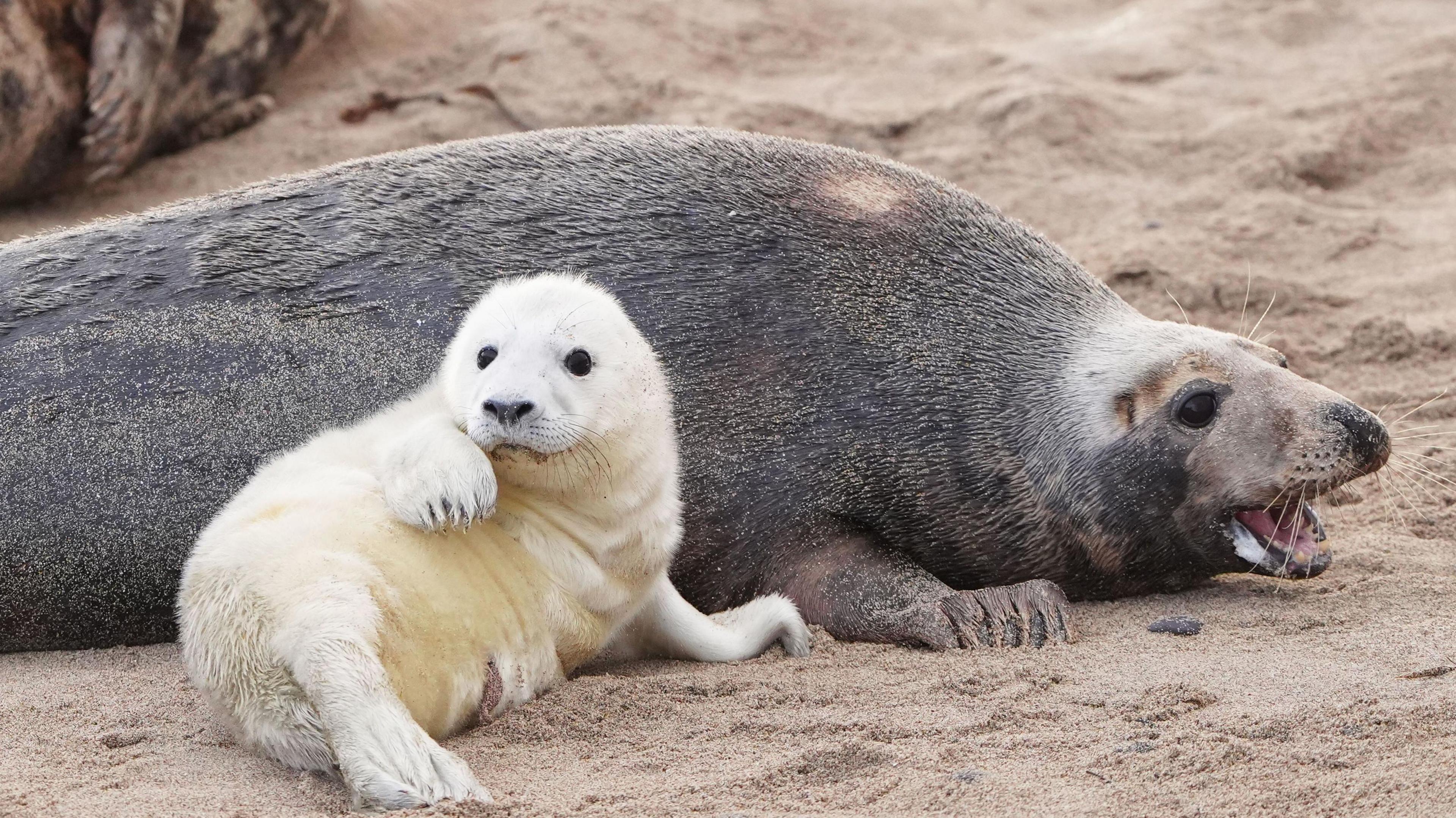A white seal pup leaning into its mother on the beach of the Farne Islands.