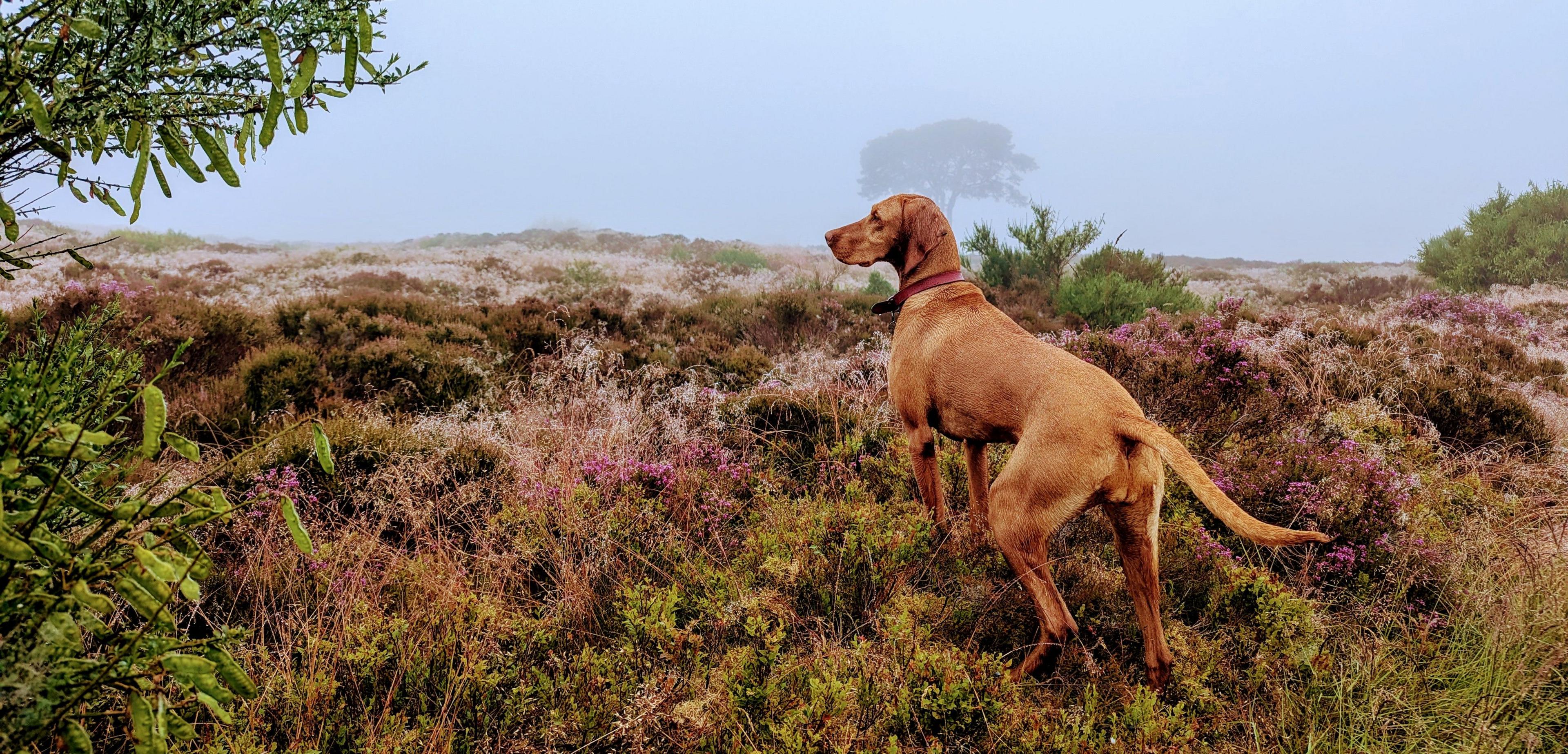 Tan coloured dog in a red collar, standing on a grass and flower covered small hill with thick fog in the background and a tree barely visible through the fog