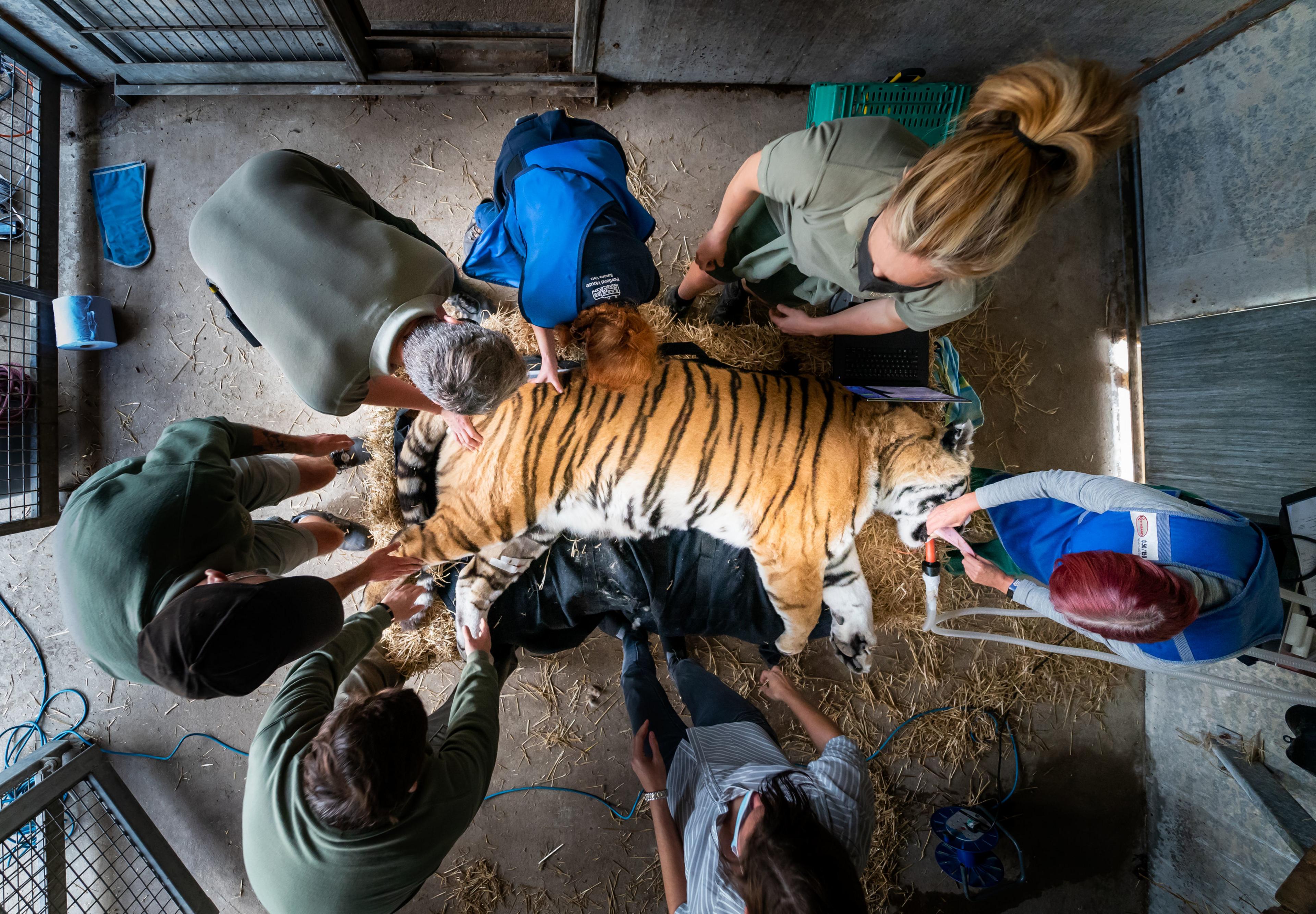 Vlad the tiger undergoing medical procedure